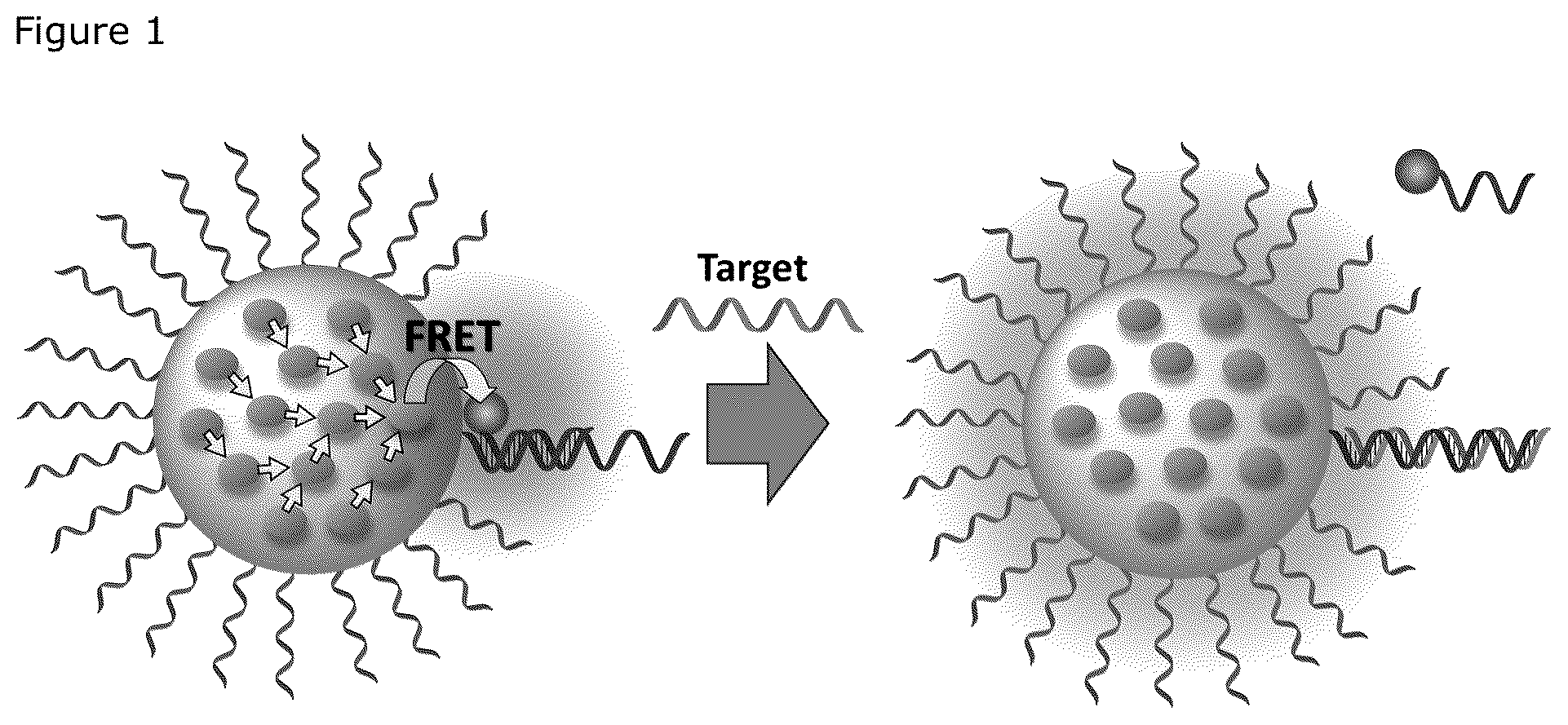 Patent US12492426 Figure 1 – Oligonucleotide-functionalized hydrophobic polymer nanoparticles