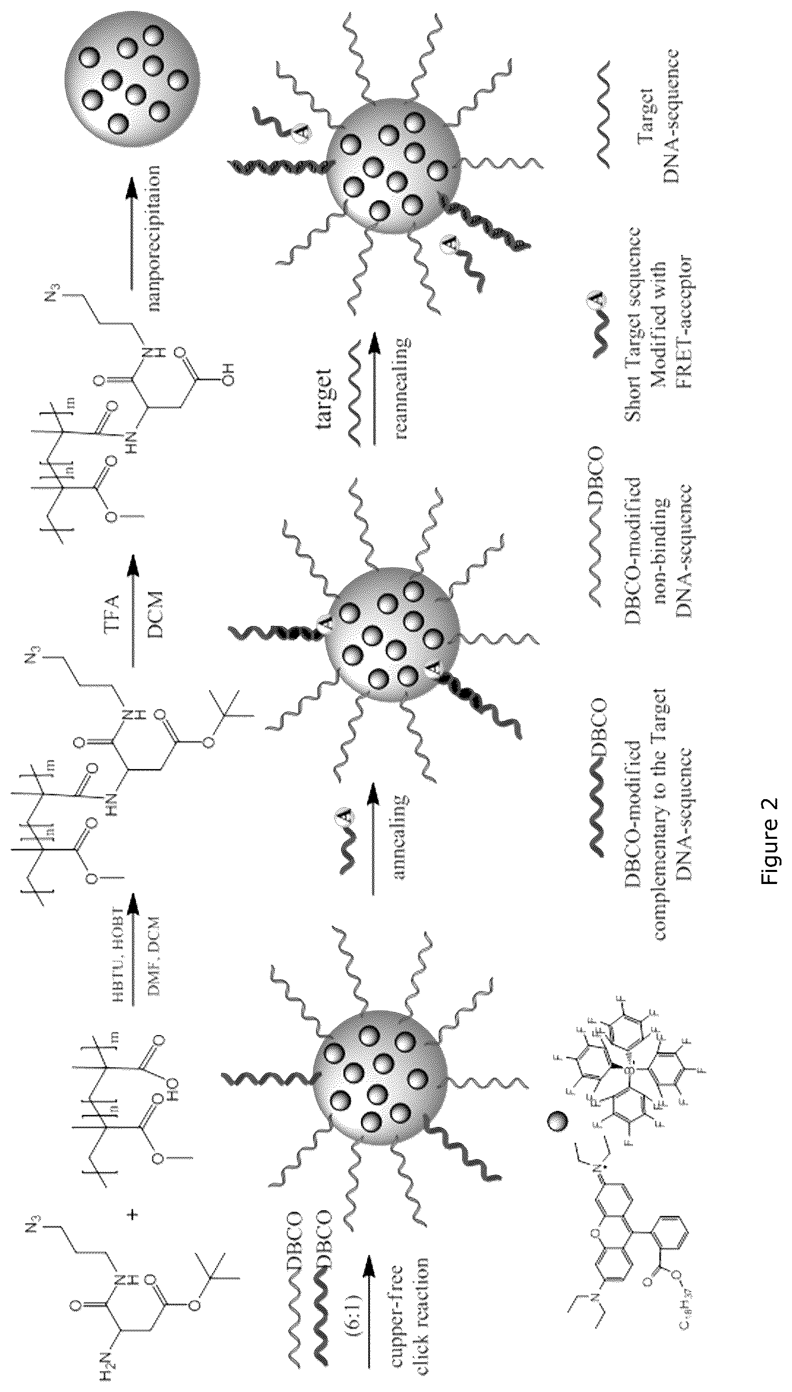 Patent US12492426 Figure 2 – Oligonucleotide-functionalized hydrophobic polymer nanoparticles
