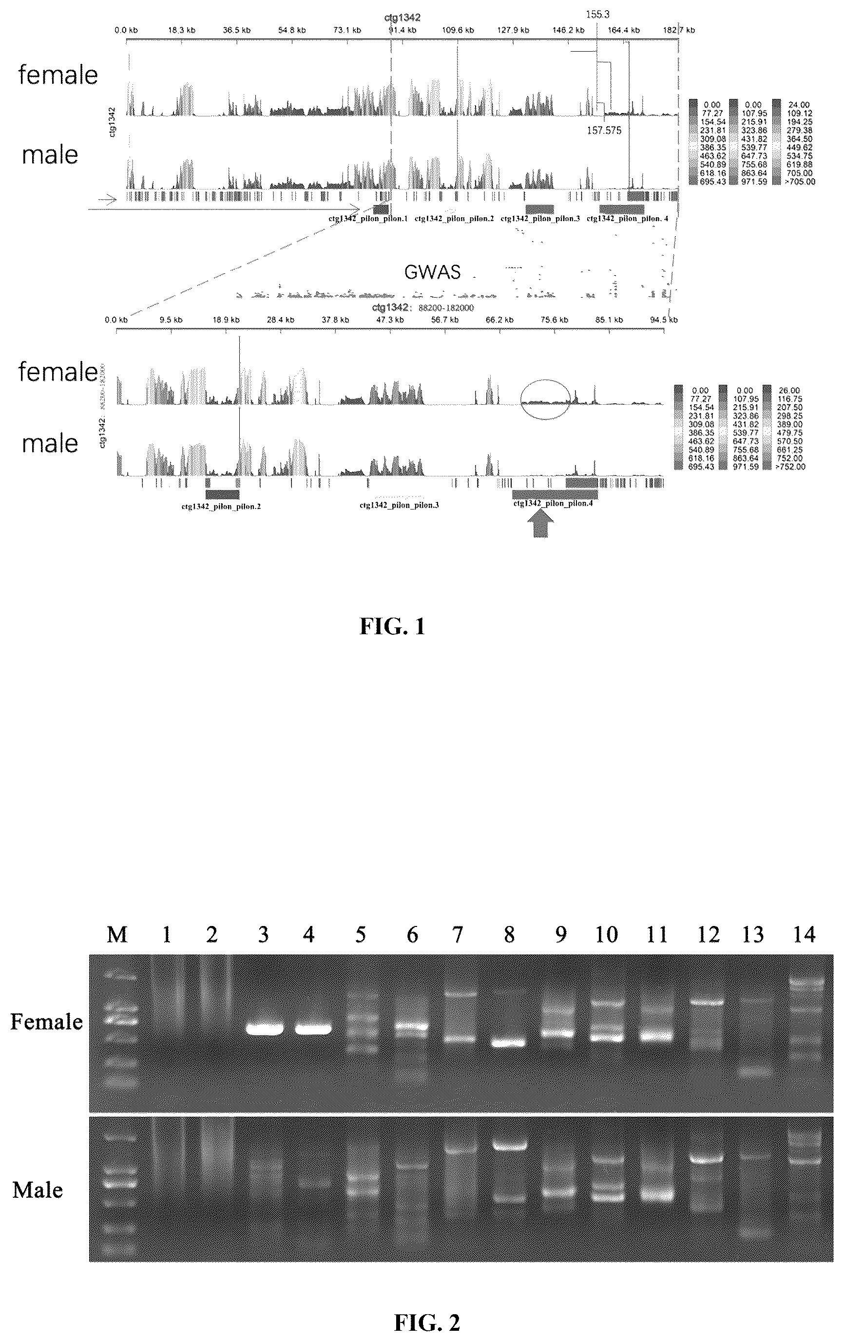 Patent US12492431 Figure 1 – Sex identification specific DNA sequence and sex identification method of chinese mitten crab Eriocheir sinensis