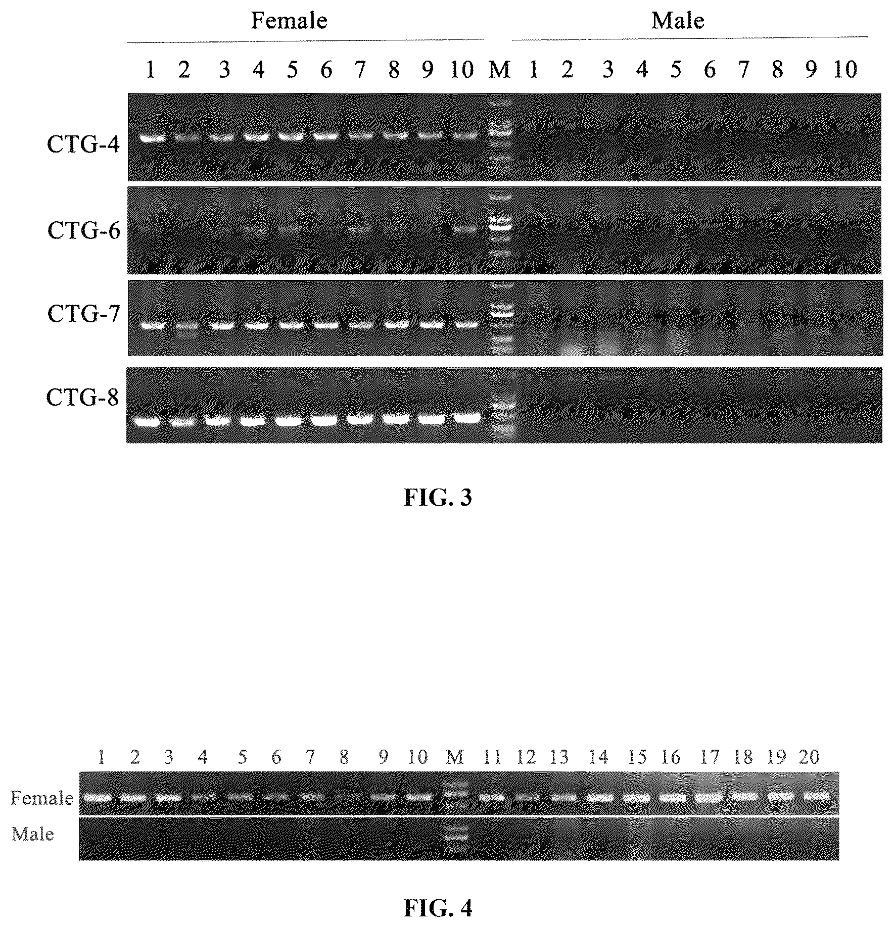 Patent US12492431 Figure 2 – Sex identification specific DNA sequence and sex identification method of chinese mitten crab Eriocheir sinensis