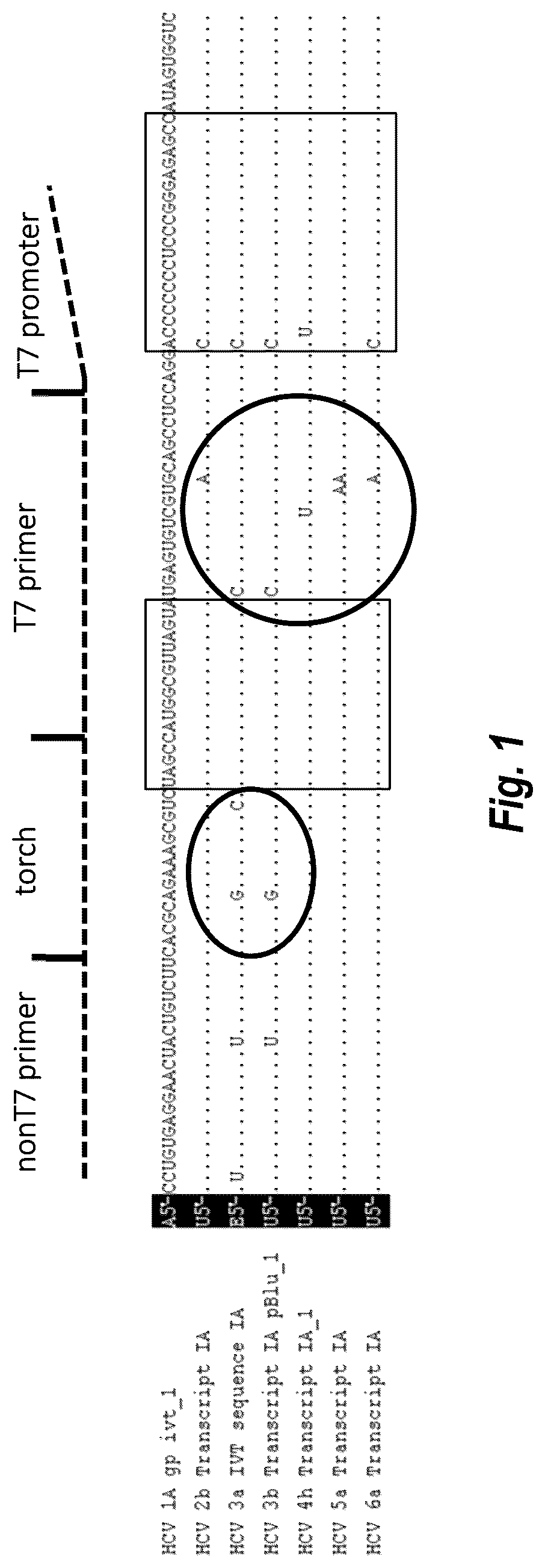 Patent US12492437 Figure 1 – Compositions and methods for detecting or quantifying hepatitis C virus