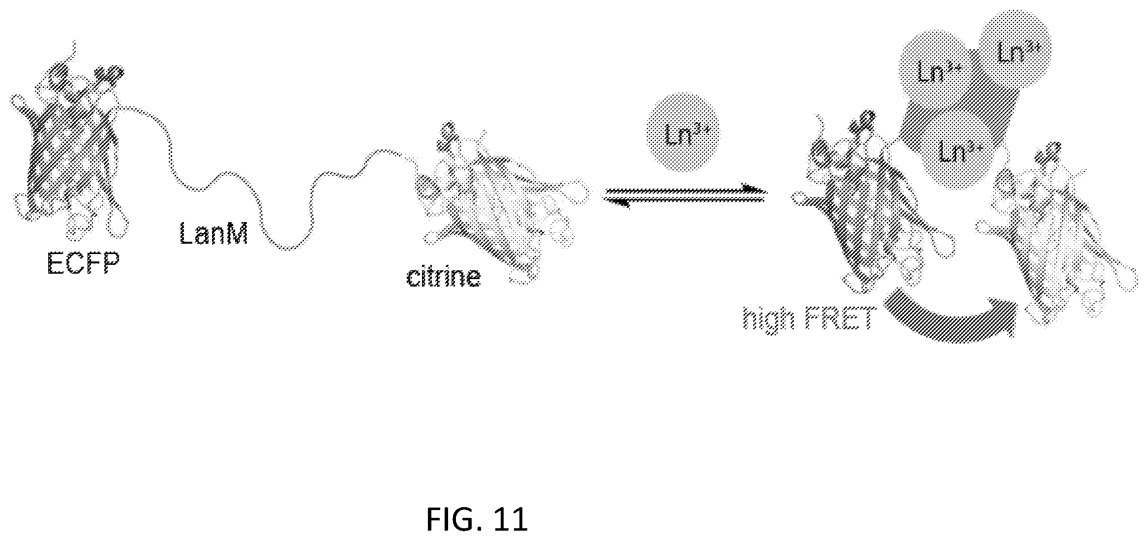 Patent US12492451 Figure 11 – Metal-binding protein and use thereof