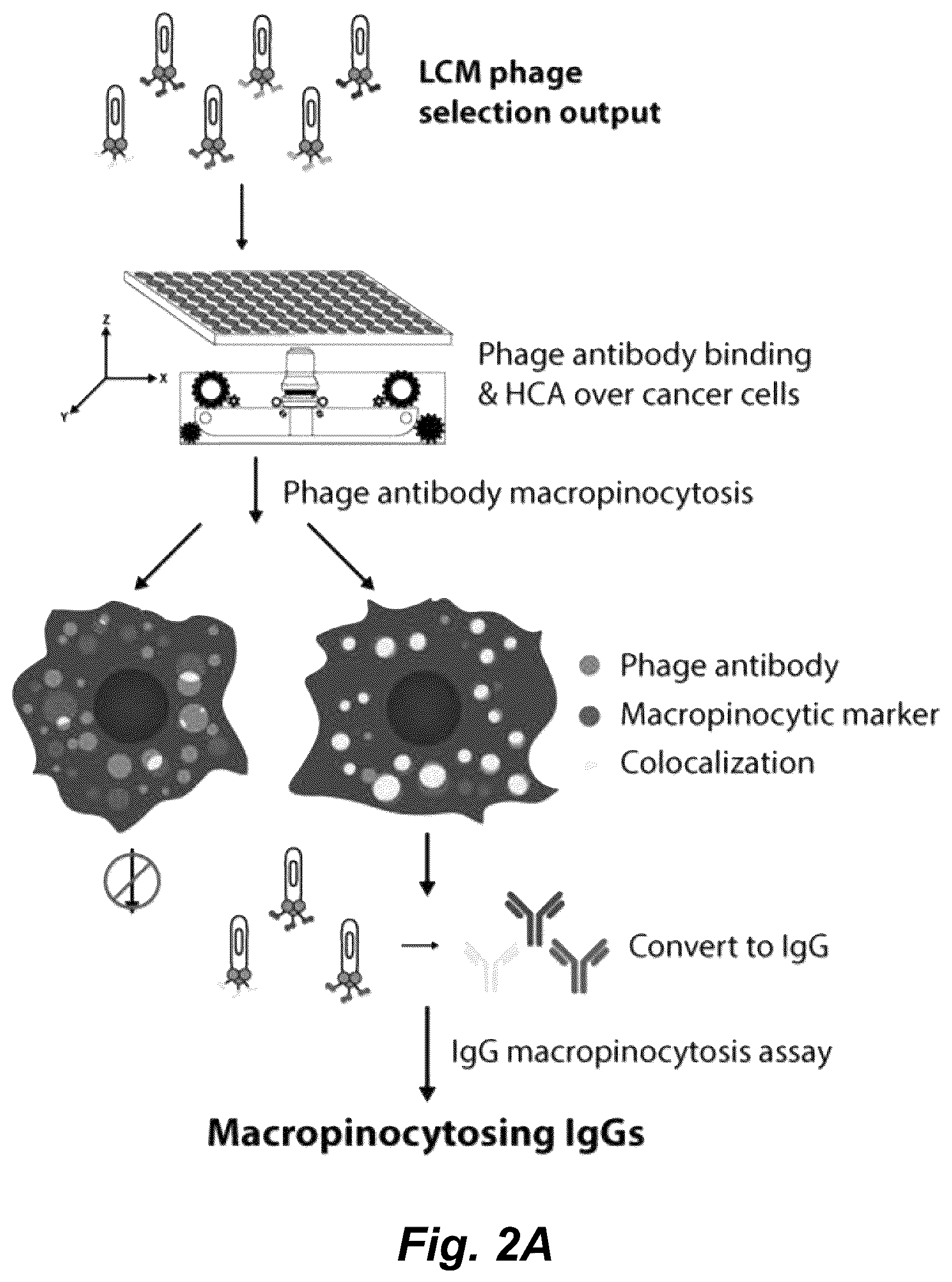 Patent US12492490 Figure 2 – Tumor selective macropinocytosis-dependent rapidly internalizing antibodies