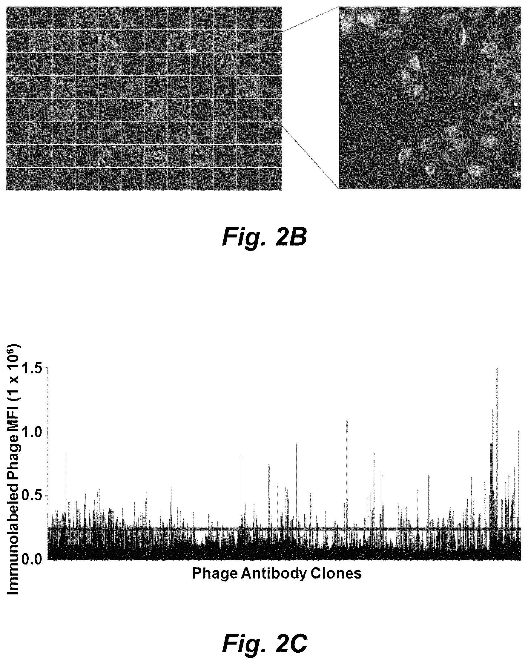 Patent US12492490 Figure 3 – Tumor selective macropinocytosis-dependent rapidly internalizing antibodies