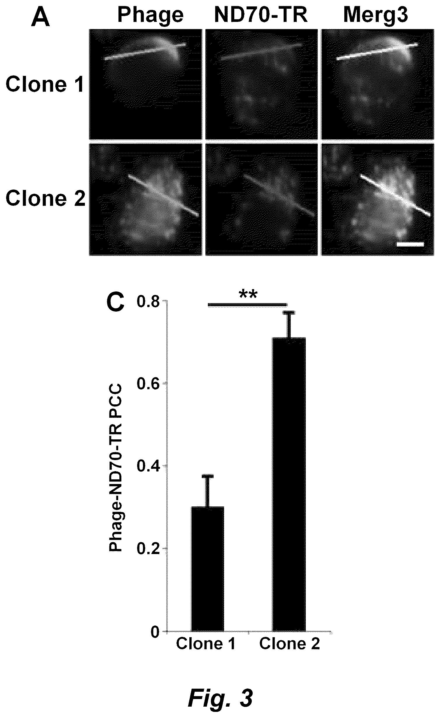 Patent US12492490 Figure 4 – Tumor selective macropinocytosis-dependent rapidly internalizing antibodies