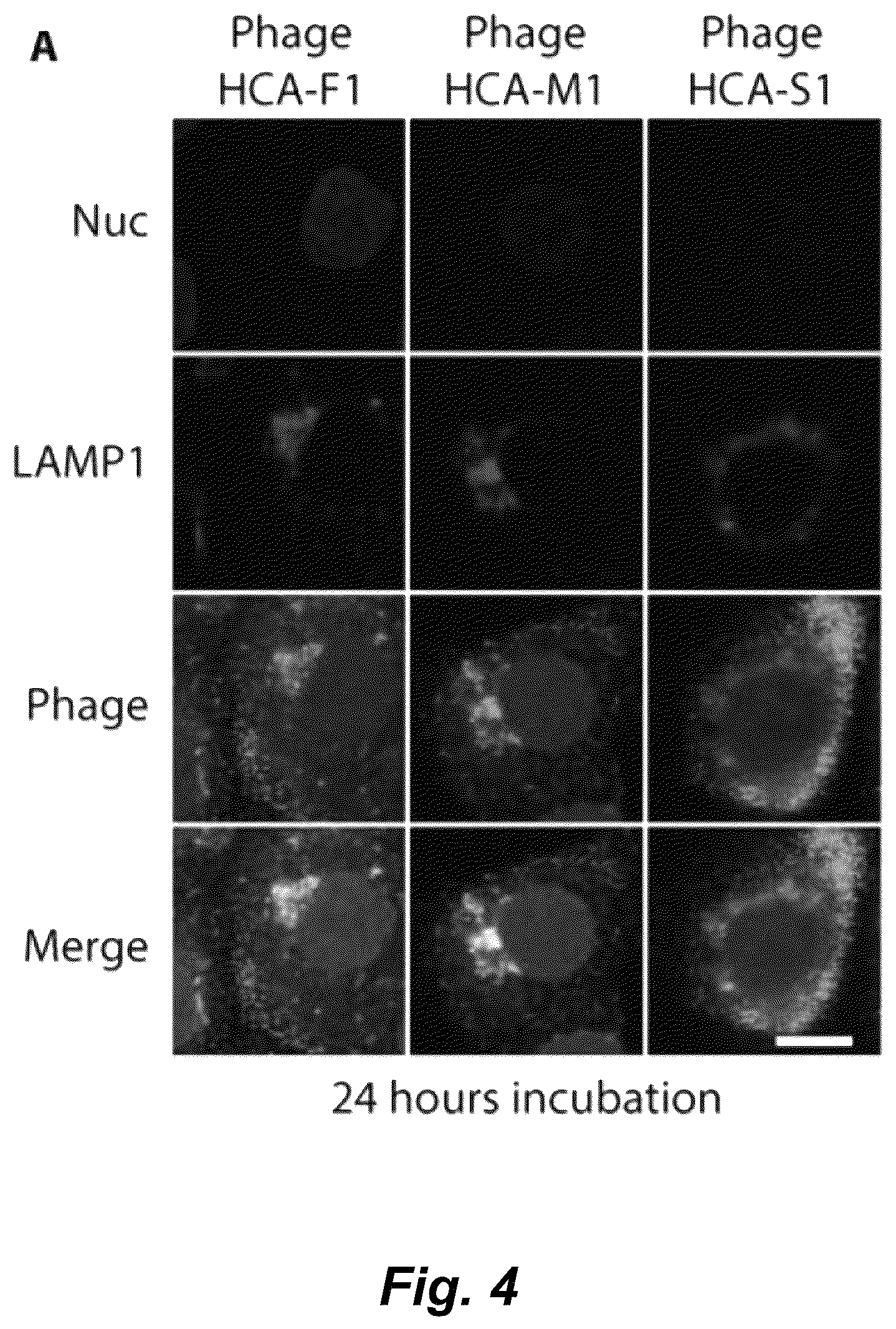 Patent US12492490 Figure 7 – Tumor selective macropinocytosis-dependent rapidly internalizing antibodies