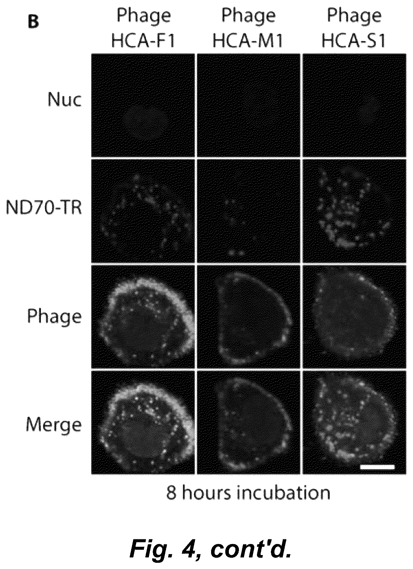 Patent US12492490 Figure 8 – Tumor selective macropinocytosis-dependent rapidly internalizing antibodies