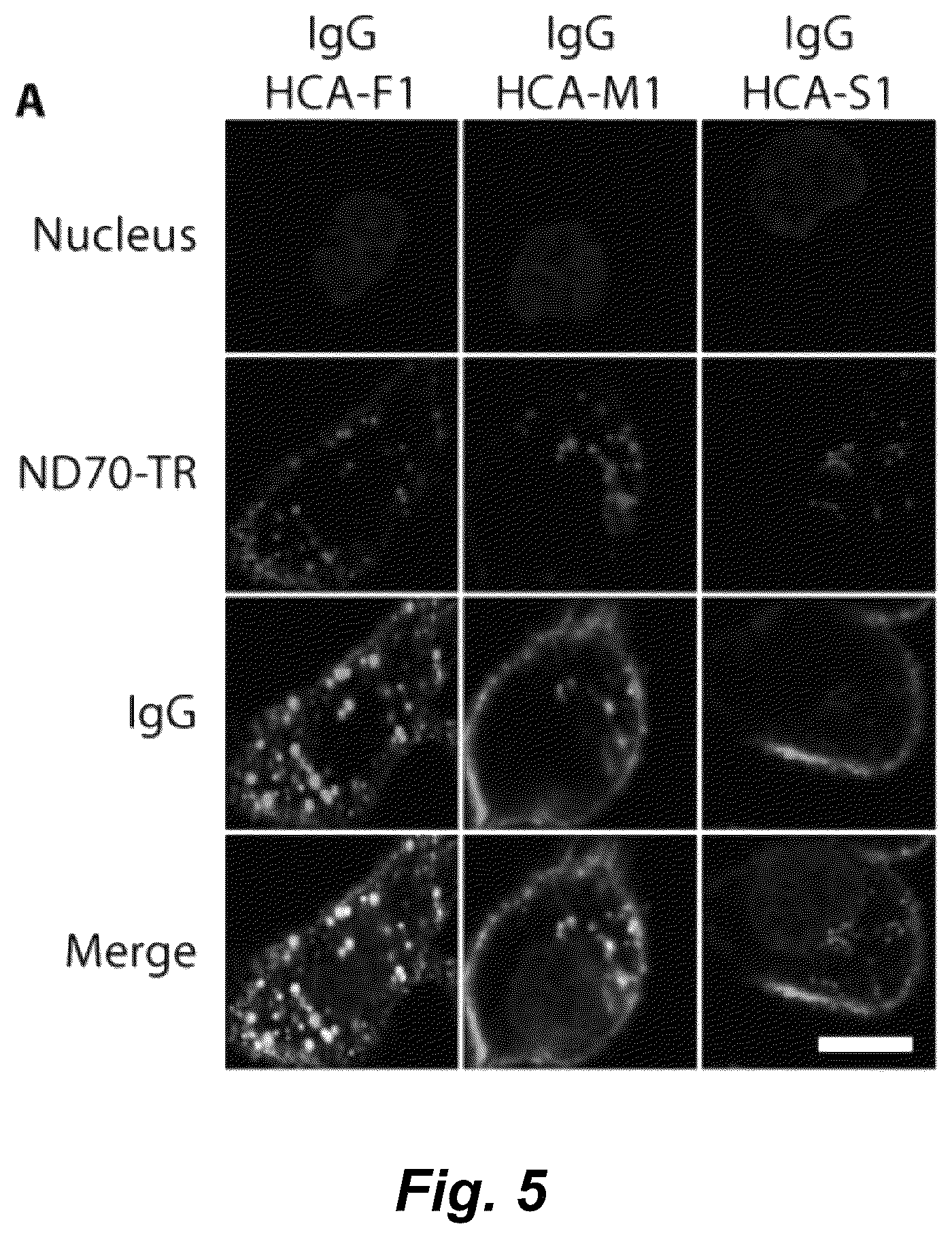 Patent US12492490 Figure 10 – Tumor selective macropinocytosis-dependent rapidly internalizing antibodies