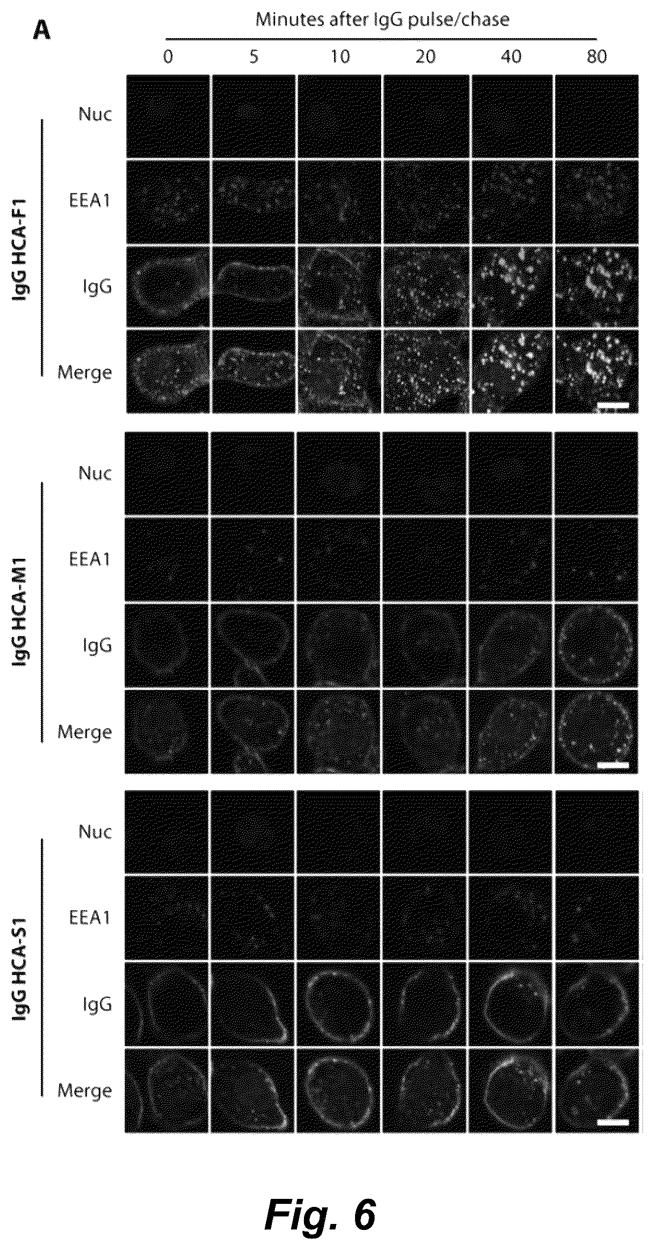 Patent US12492490 Figure 12 – Tumor selective macropinocytosis-dependent rapidly internalizing antibodies