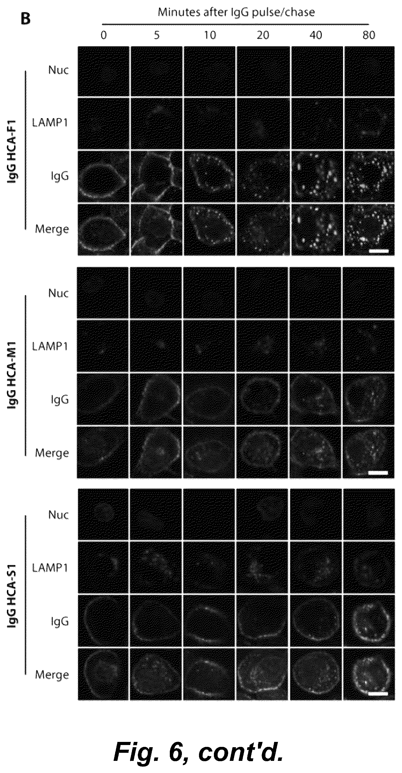 Patent US12492490 Figure 13 – Tumor selective macropinocytosis-dependent rapidly internalizing antibodies