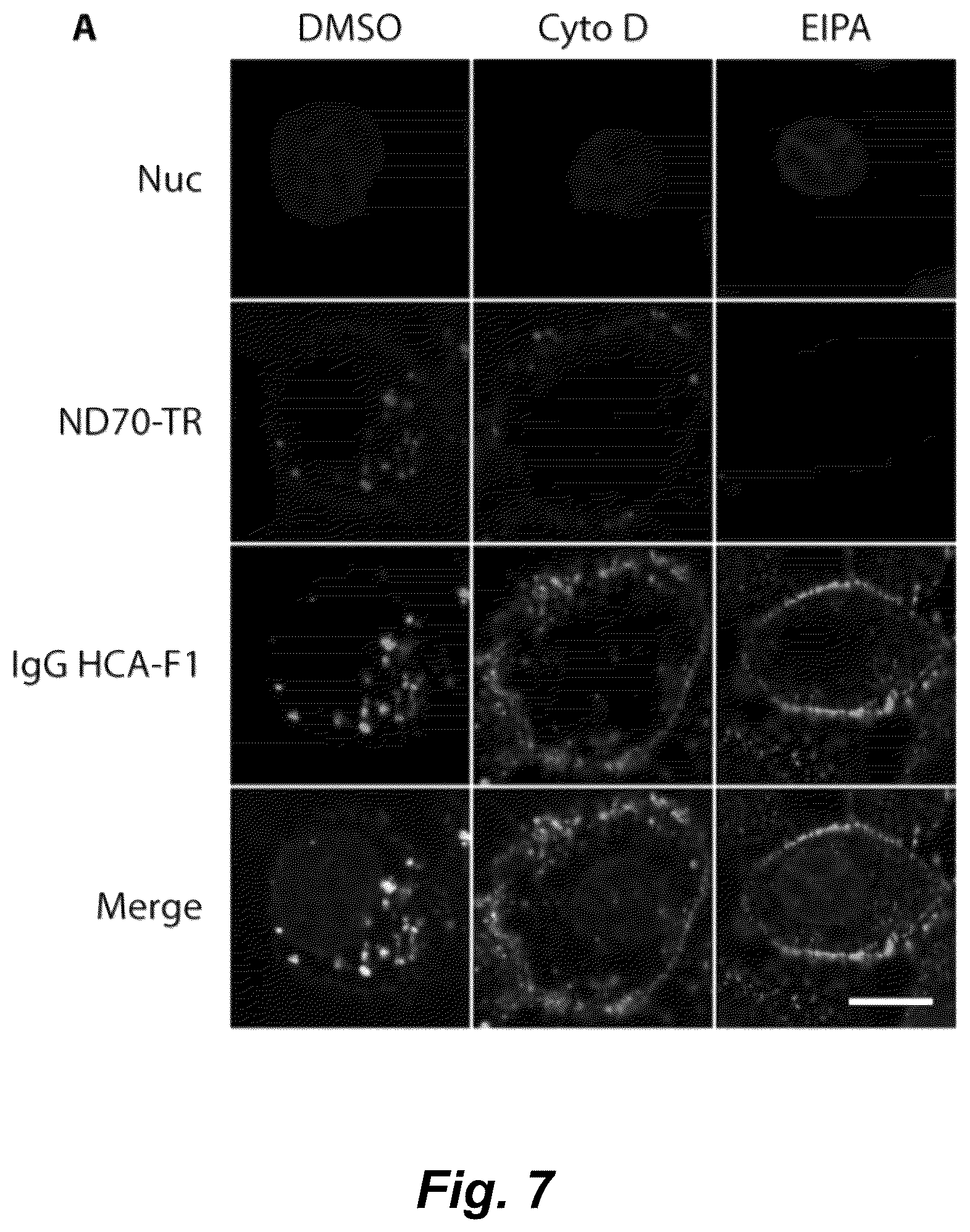 Patent US12492490 Figure 15 – Tumor selective macropinocytosis-dependent rapidly internalizing antibodies