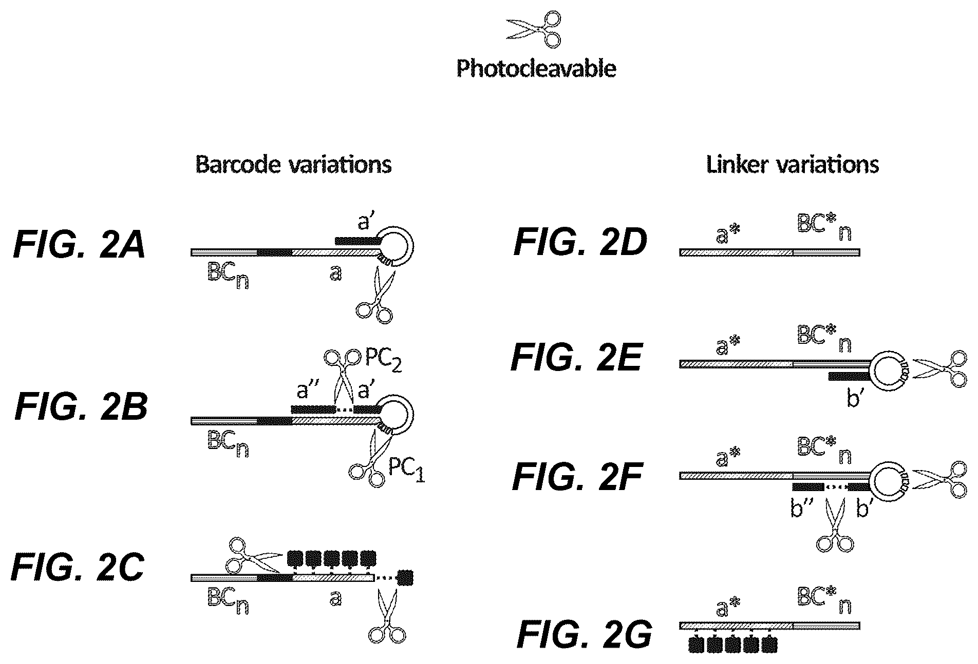 Patent US12492491 Figure 2 – Combinatorial photo-controlled spatial sequencing and labeling