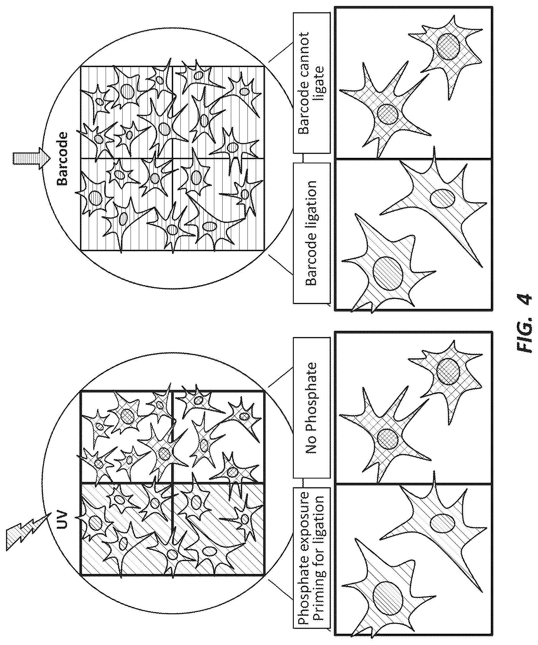 Patent US12492491 Figure 4 – Combinatorial photo-controlled spatial sequencing and labeling