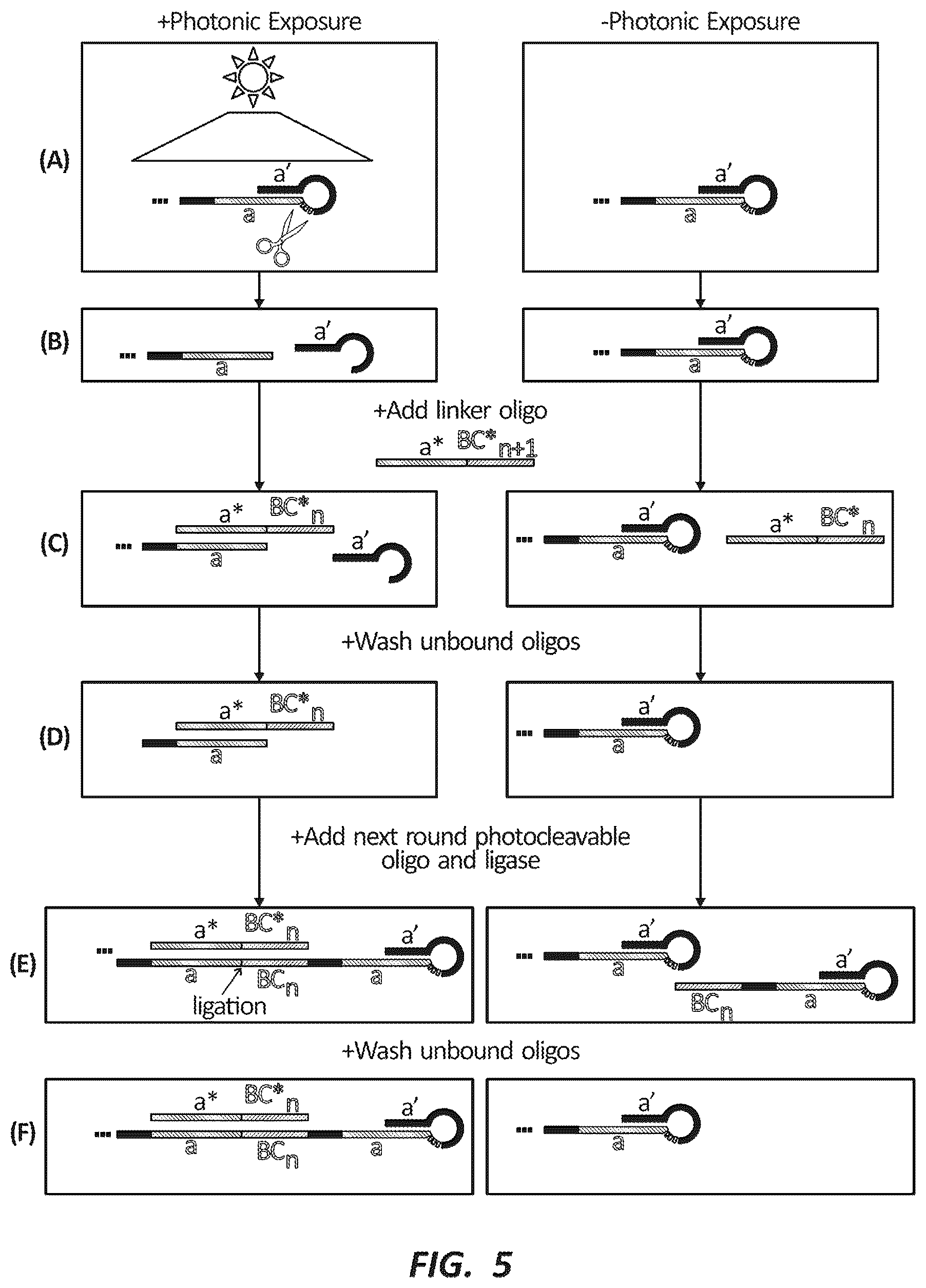 Patent US12492491 Figure 5 – Combinatorial photo-controlled spatial sequencing and labeling