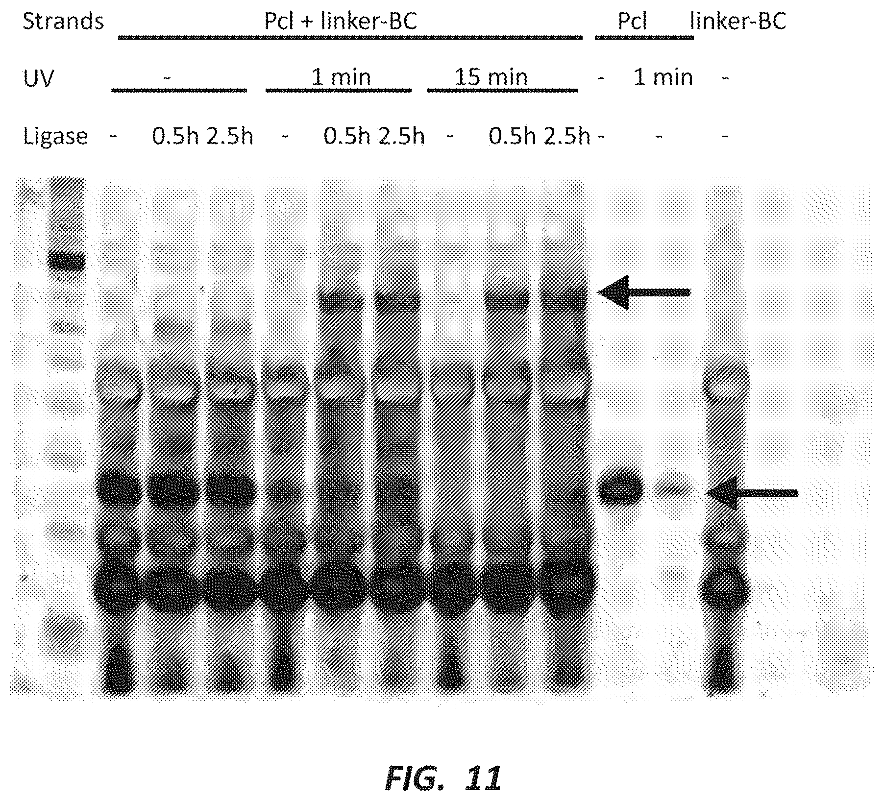 Patent US12492491 Figure 11 – Combinatorial photo-controlled spatial sequencing and labeling