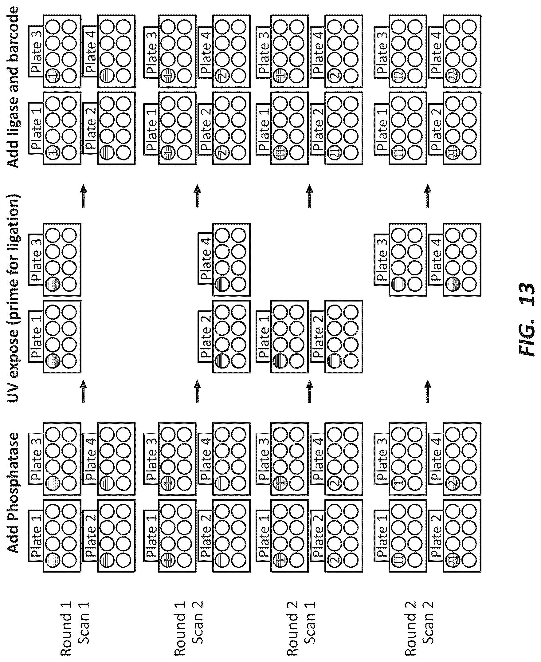 Patent US12492491 Figure 13 – Combinatorial photo-controlled spatial sequencing and labeling