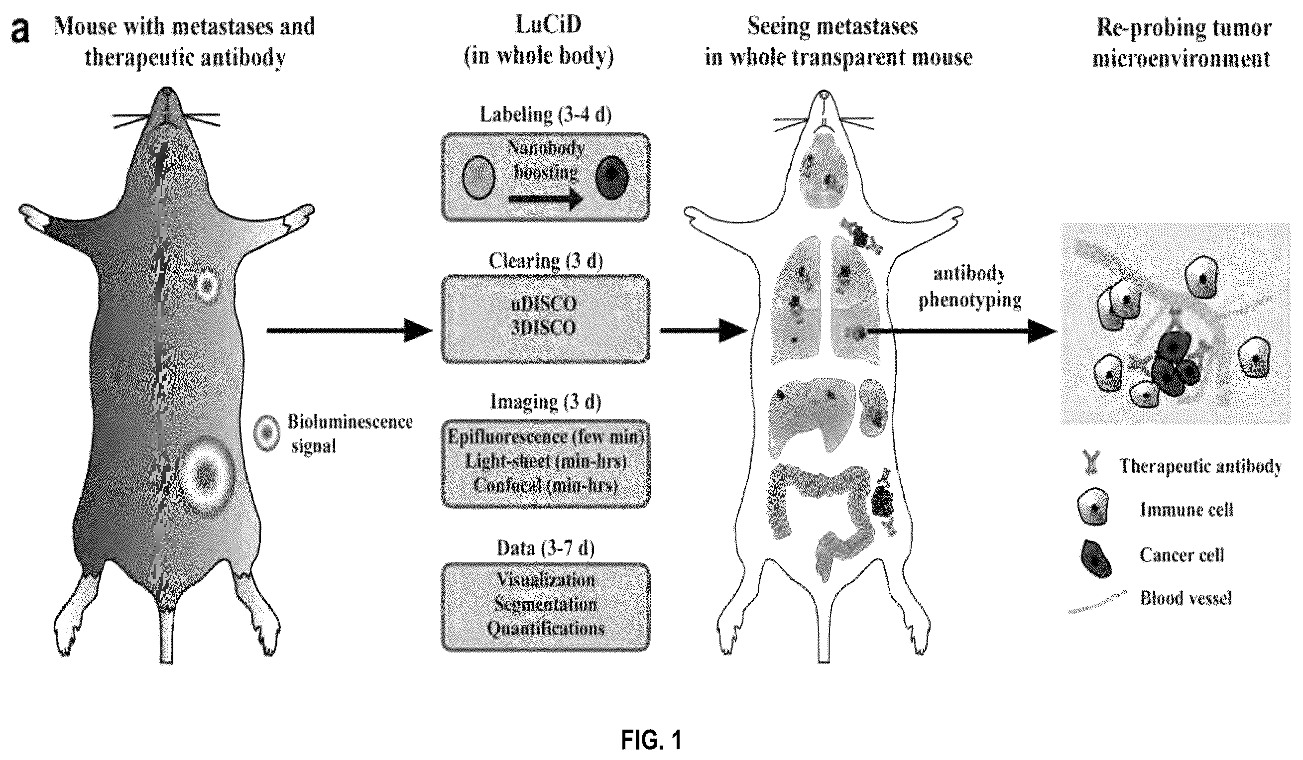 Patent US12492973 — Methods for large tissue labeling, clearing and imaging — Figure 1