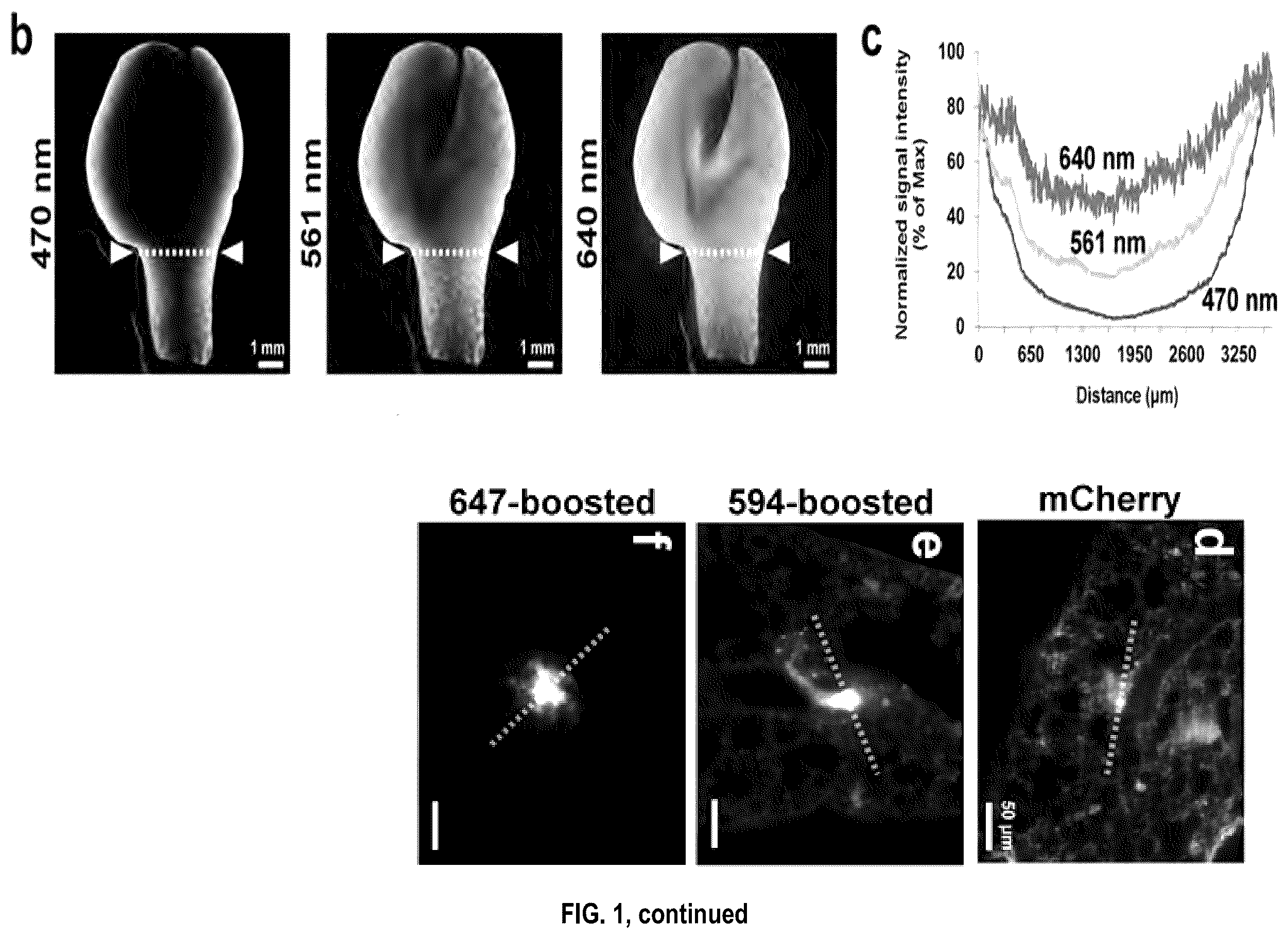 Patent US12492973 Figure 2 – Methods for large tissue labeling, clearing and imaging