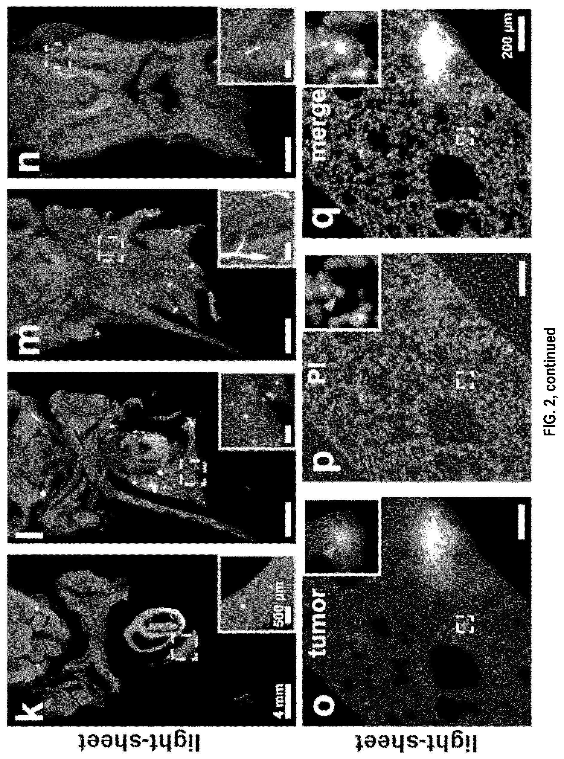 Patent US12492973 Figure 6 – Methods for large tissue labeling, clearing and imaging