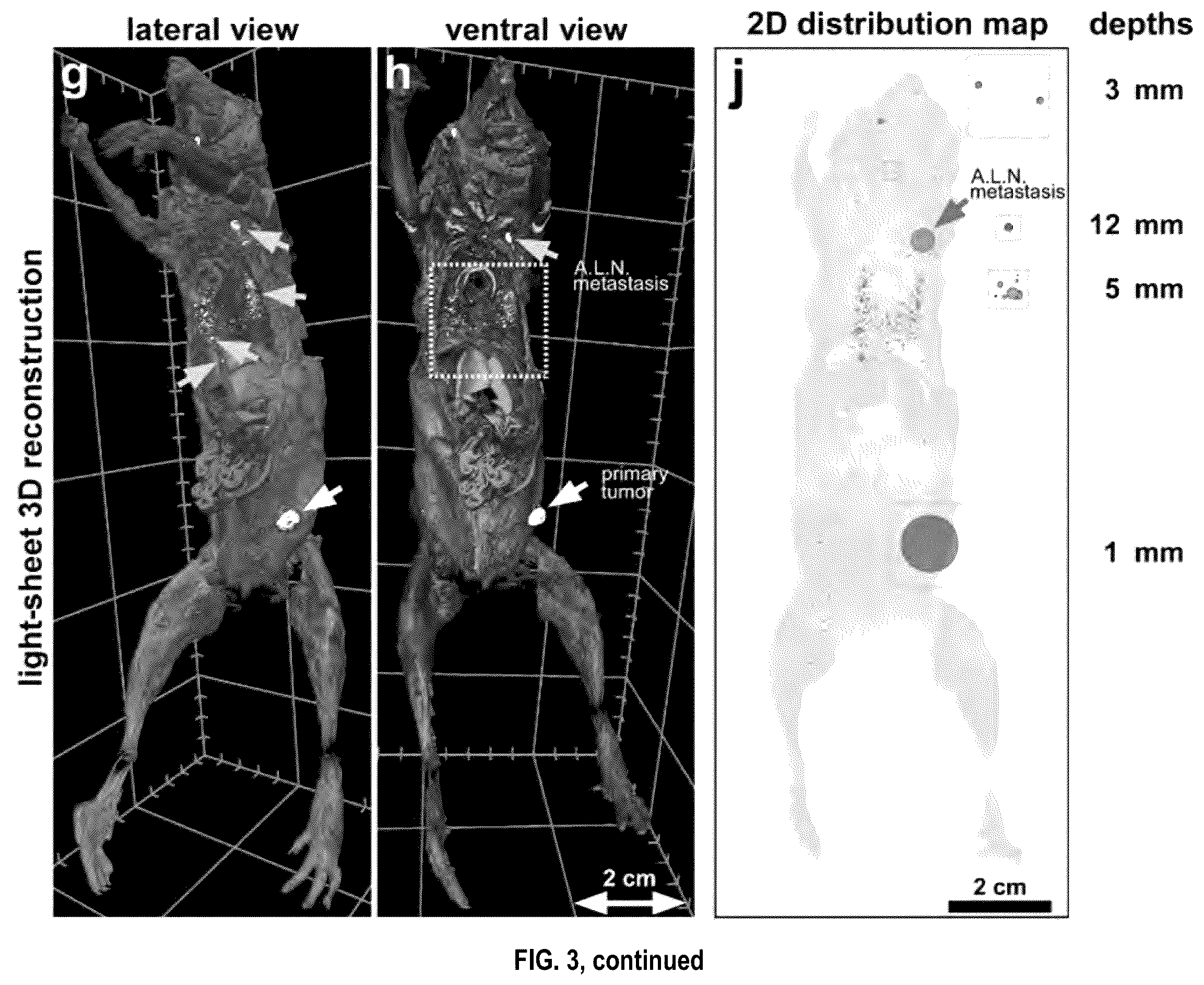 Patent US12492973 Figure 8 – Methods for large tissue labeling, clearing and imaging