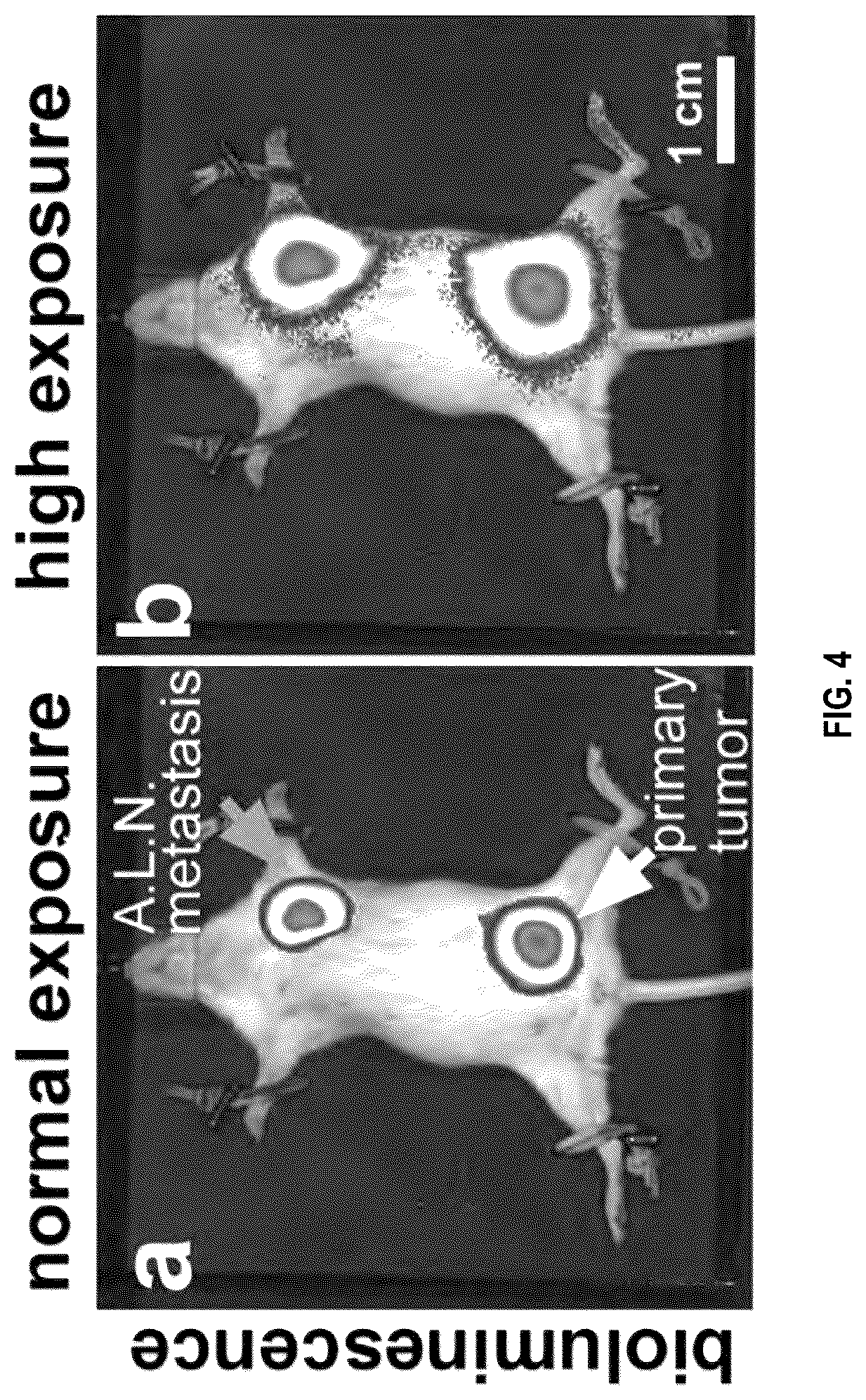 Patent US12492973 Figure 11 – Methods for large tissue labeling, clearing and imaging