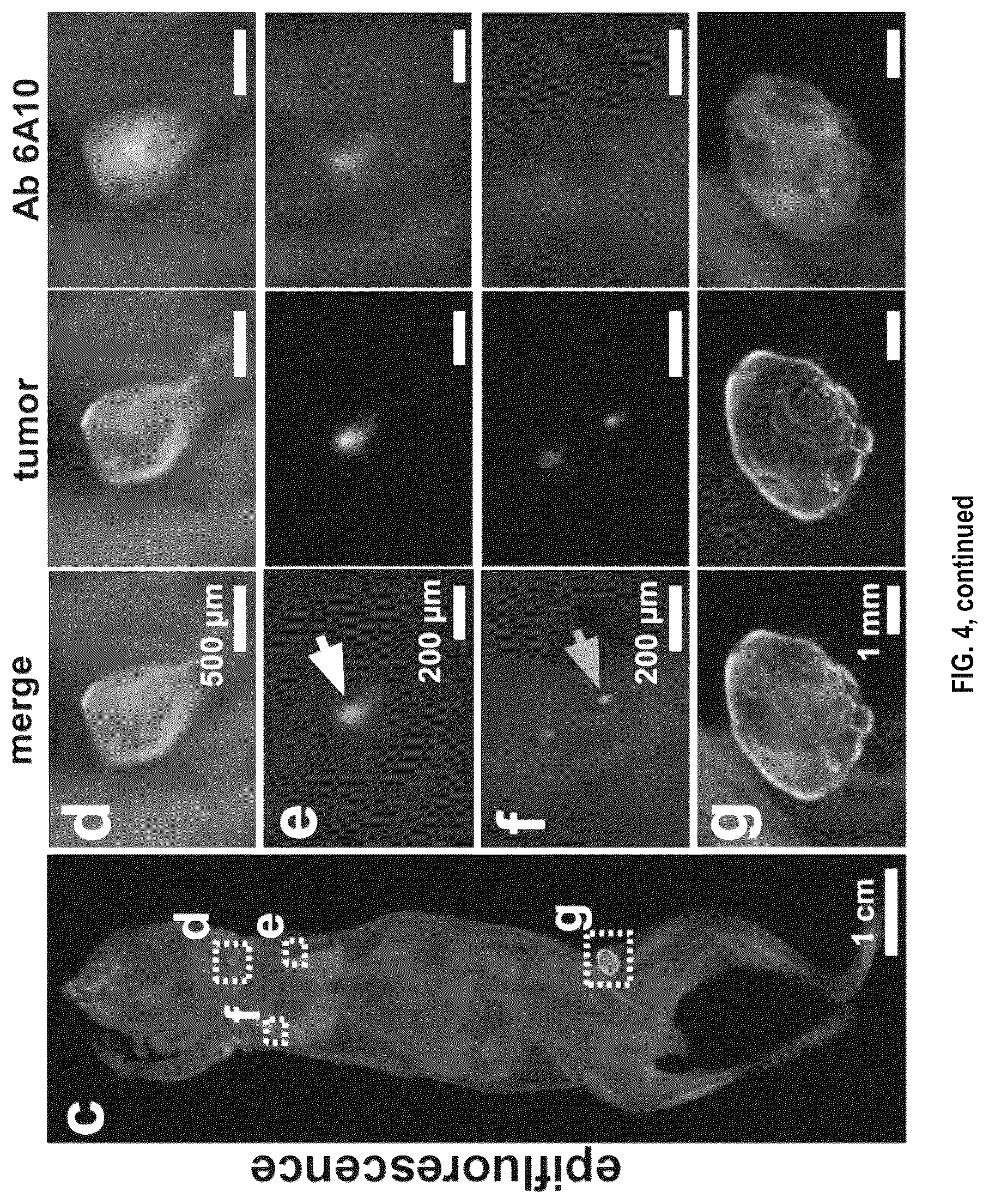 Patent US12492973 Figure 12 – Methods for large tissue labeling, clearing and imaging