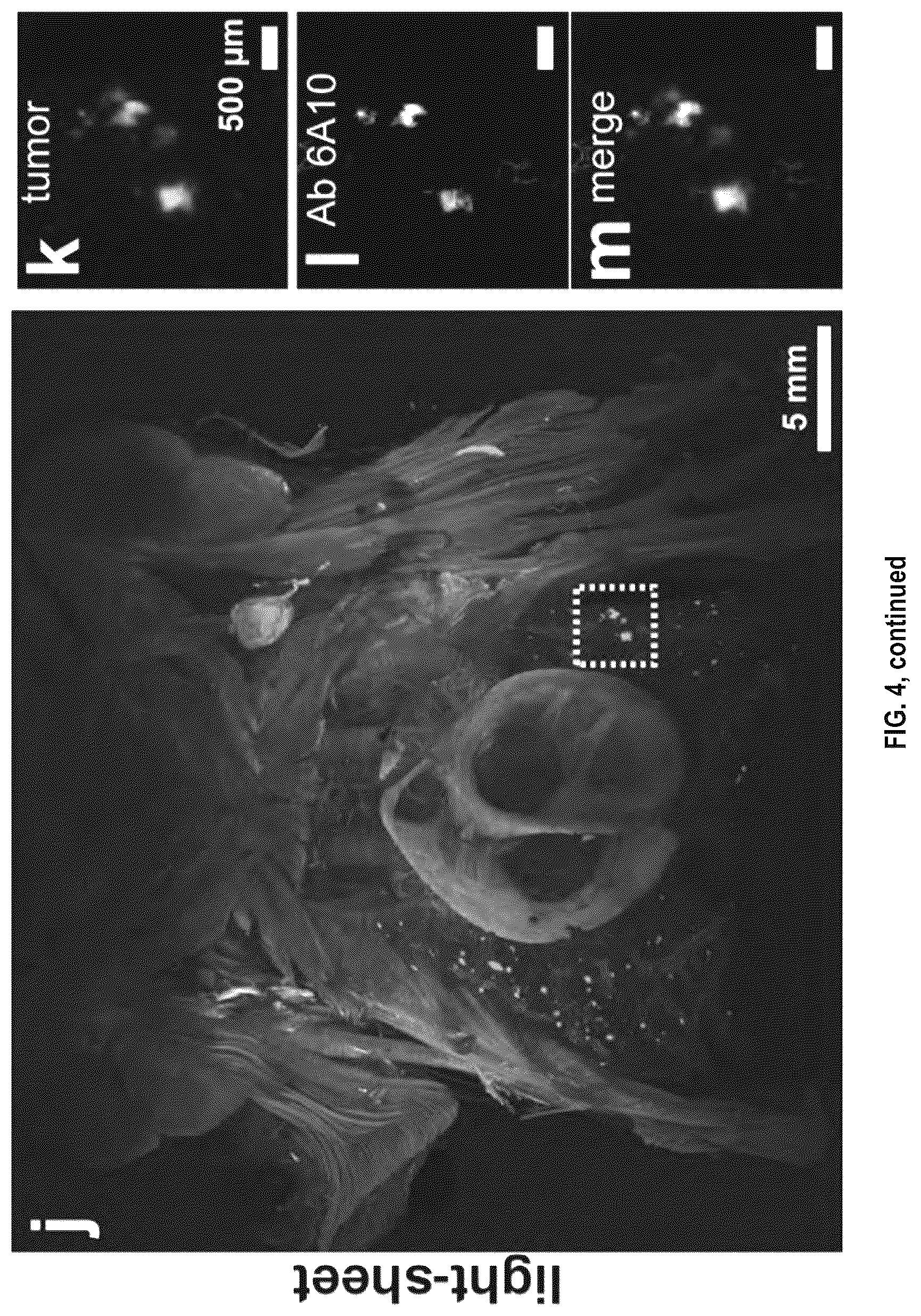 Patent US12492973 Figure 14 – Methods for large tissue labeling, clearing and imaging