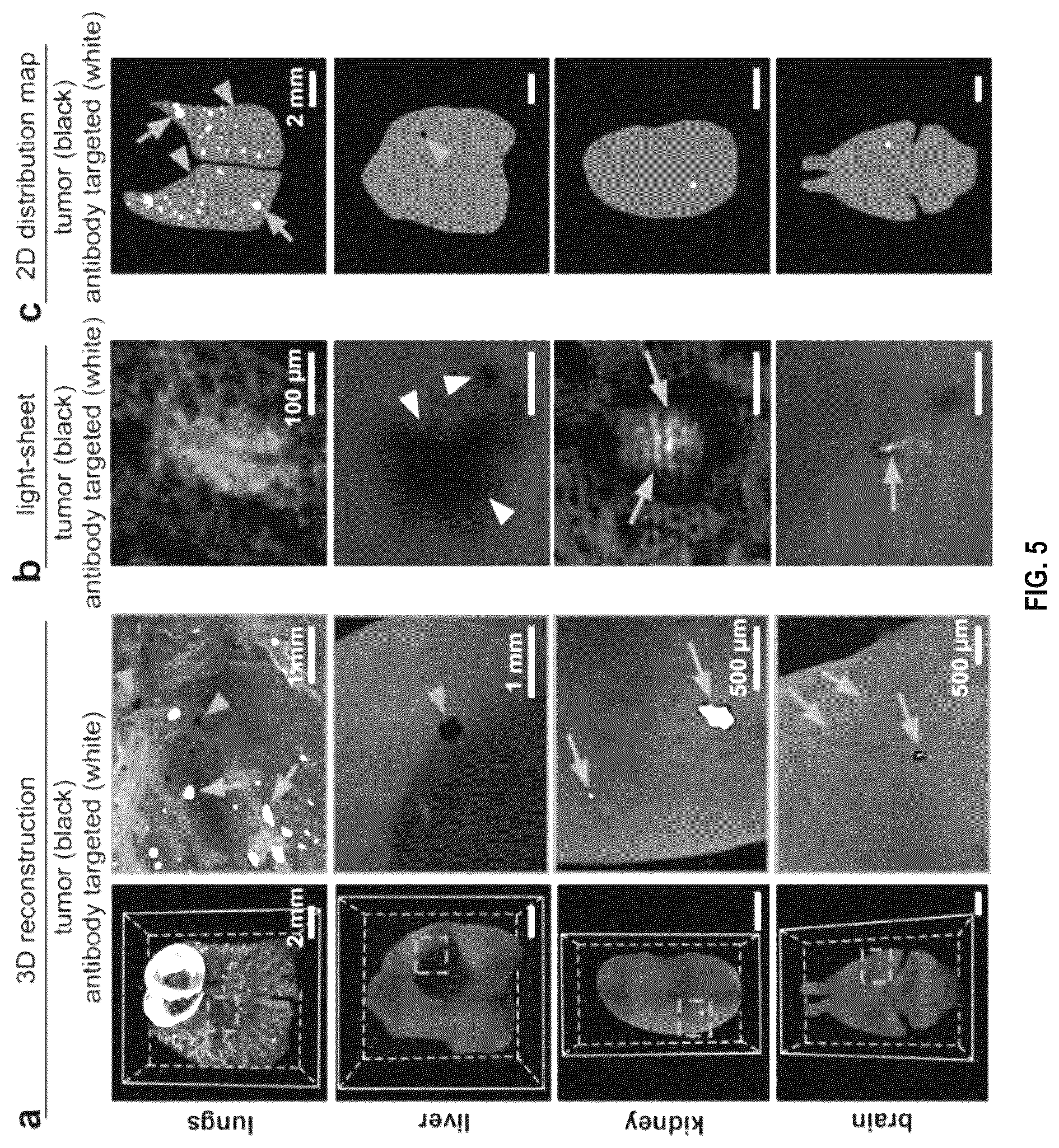 Patent US12492973 Figure 15 – Methods for large tissue labeling, clearing and imaging