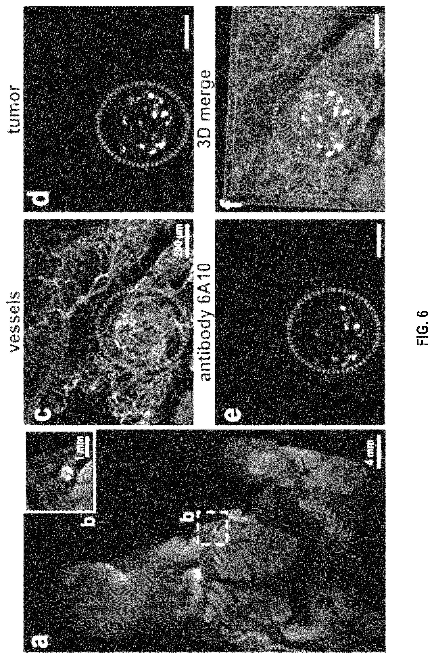 Patent US12492973 Figure 18 – Methods for large tissue labeling, clearing and imaging