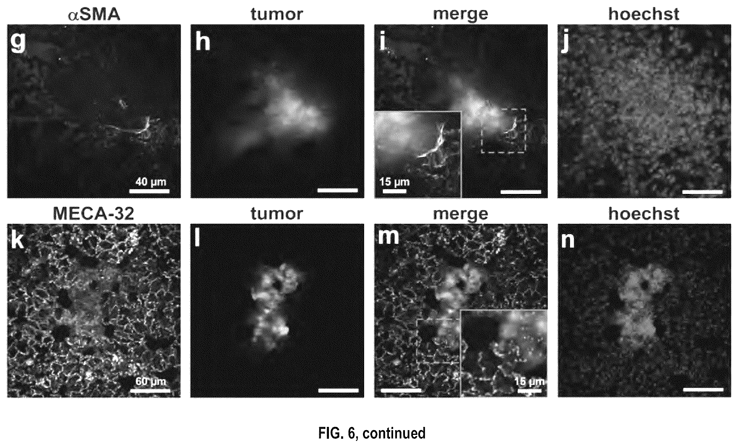 Patent US12492973 Figure 19 – Methods for large tissue labeling, clearing and imaging