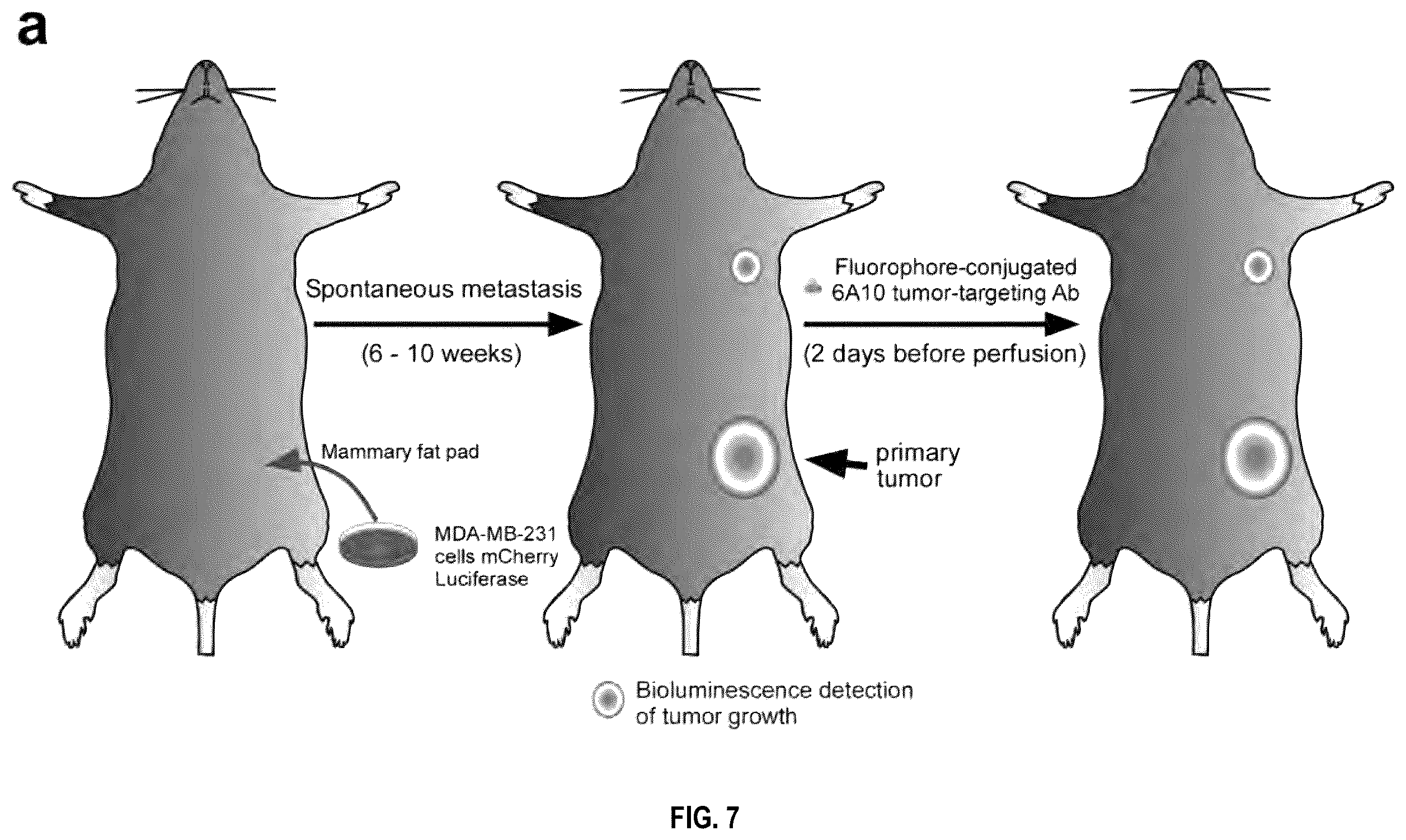 Patent US12492973 Figure 20 – Methods for large tissue labeling, clearing and imaging
