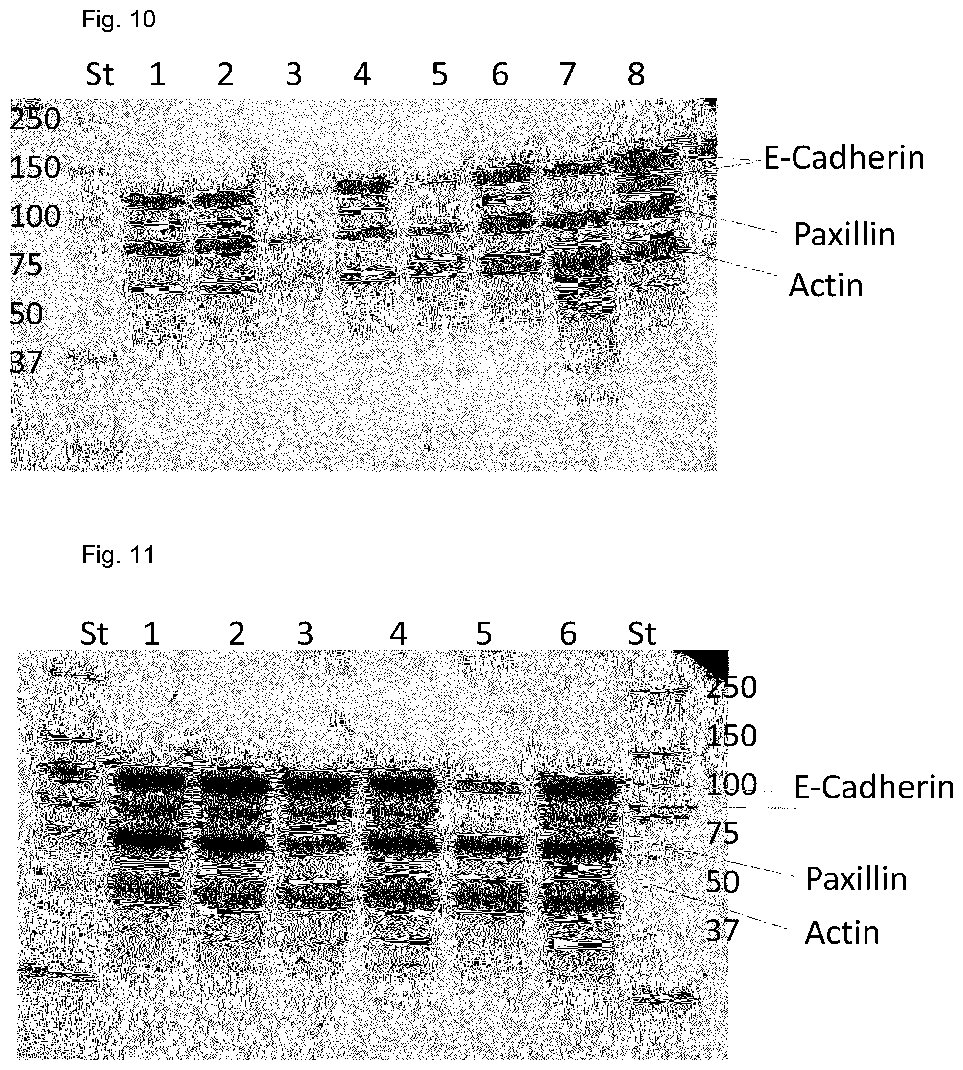 Patent US12496267 Figure 12 – Extract of organic humified materials