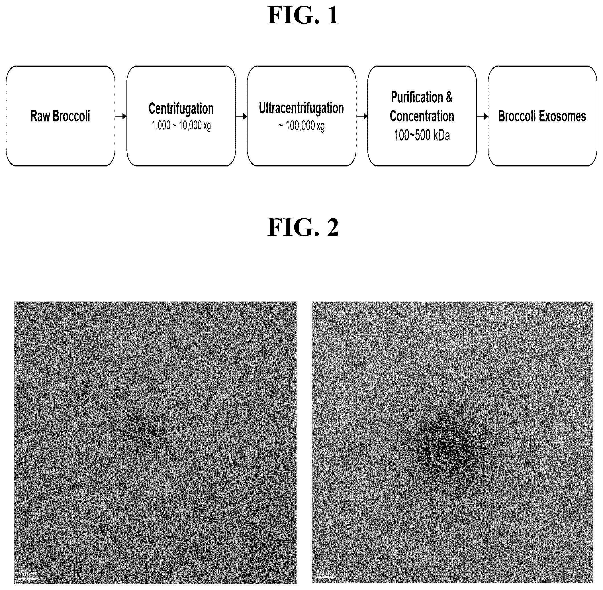 Patent US12496268 Figure 1 – Anti-aging and antioxidant cosmetic composition containing broccoli exosomes as active ingredient and functional cosmetics comprising same