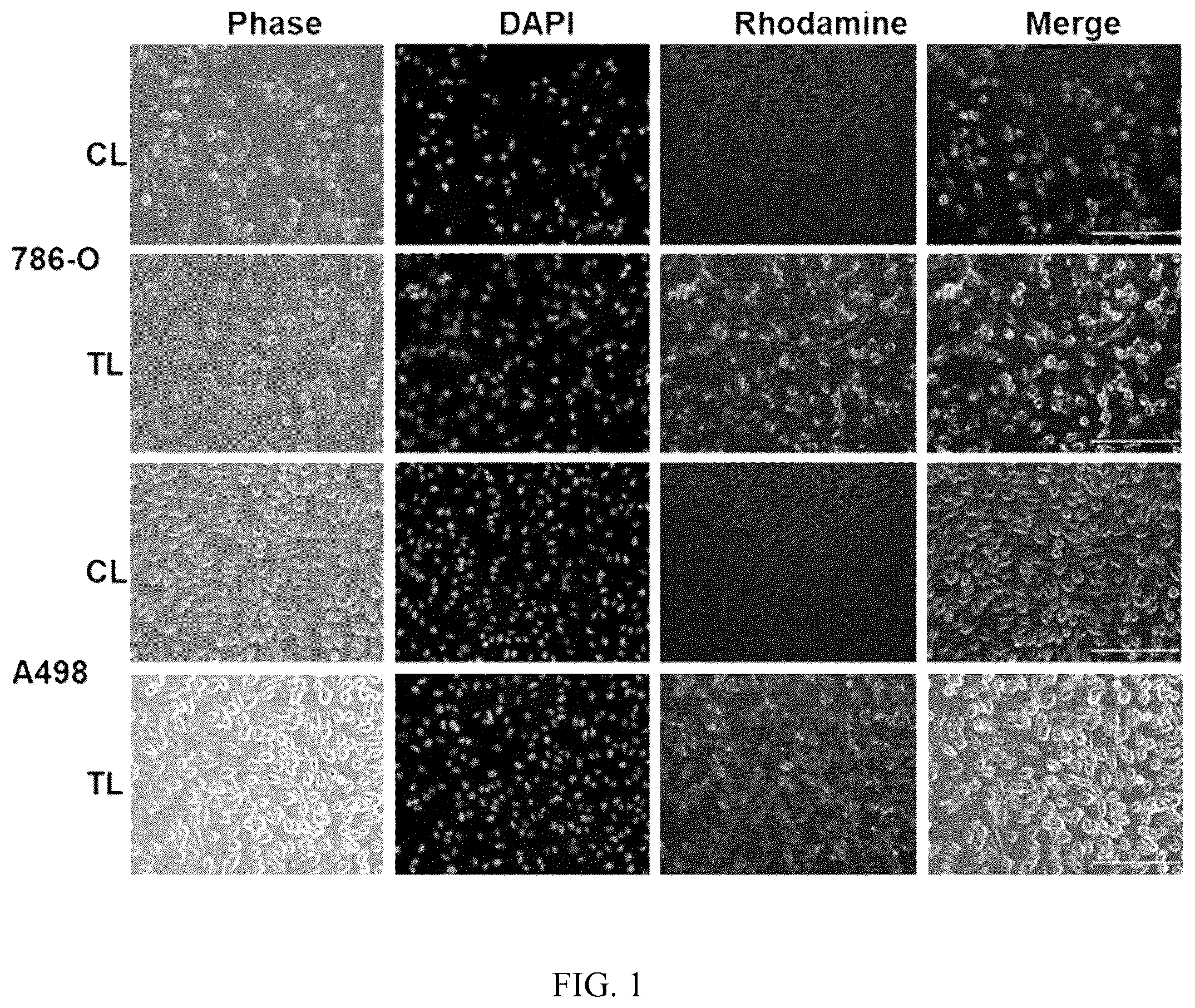 Patent US12496275 Figure 1 – Drug delivery methods and compositions