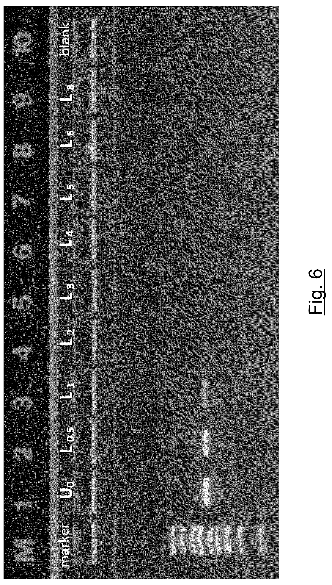 Patent US12496278 Figure 6 – Delivery system comprising silicon nanoparticles