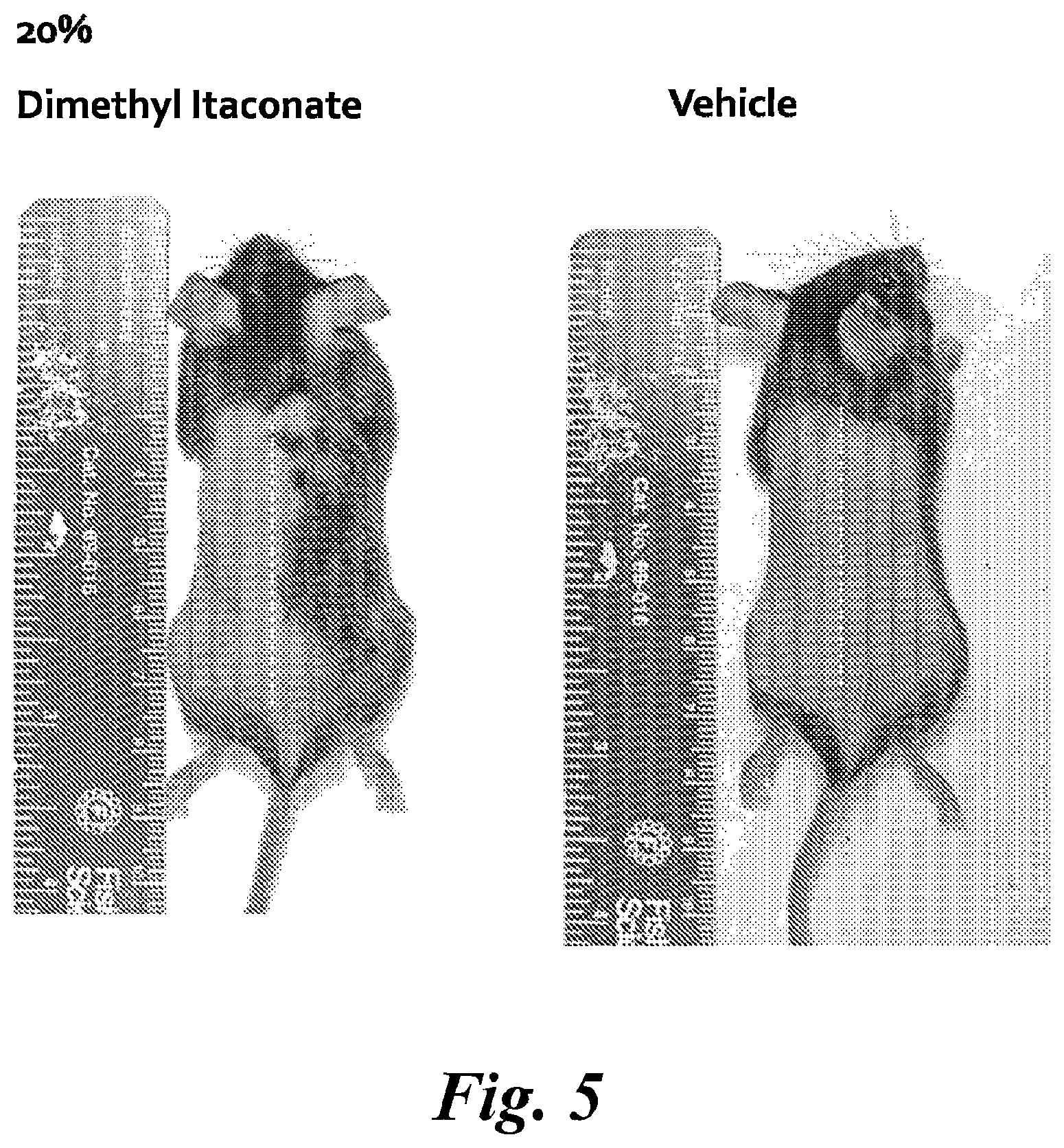 Patent US12496284 Figure 6 – Use of itaconate and its derivatives/analogues to induce hair growth