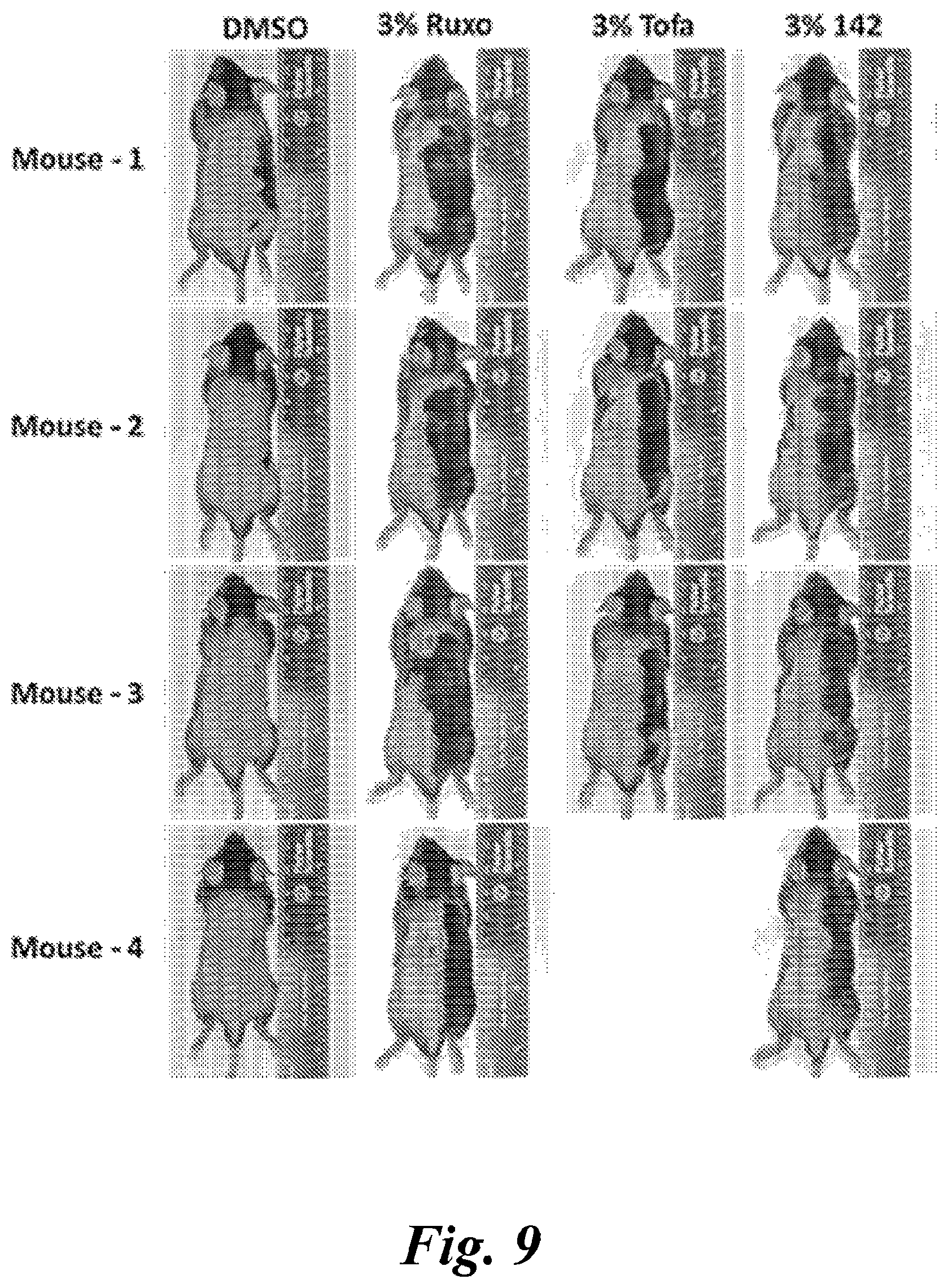 Patent US12496284 Figure 10 – Use of itaconate and its derivatives/analogues to induce hair growth