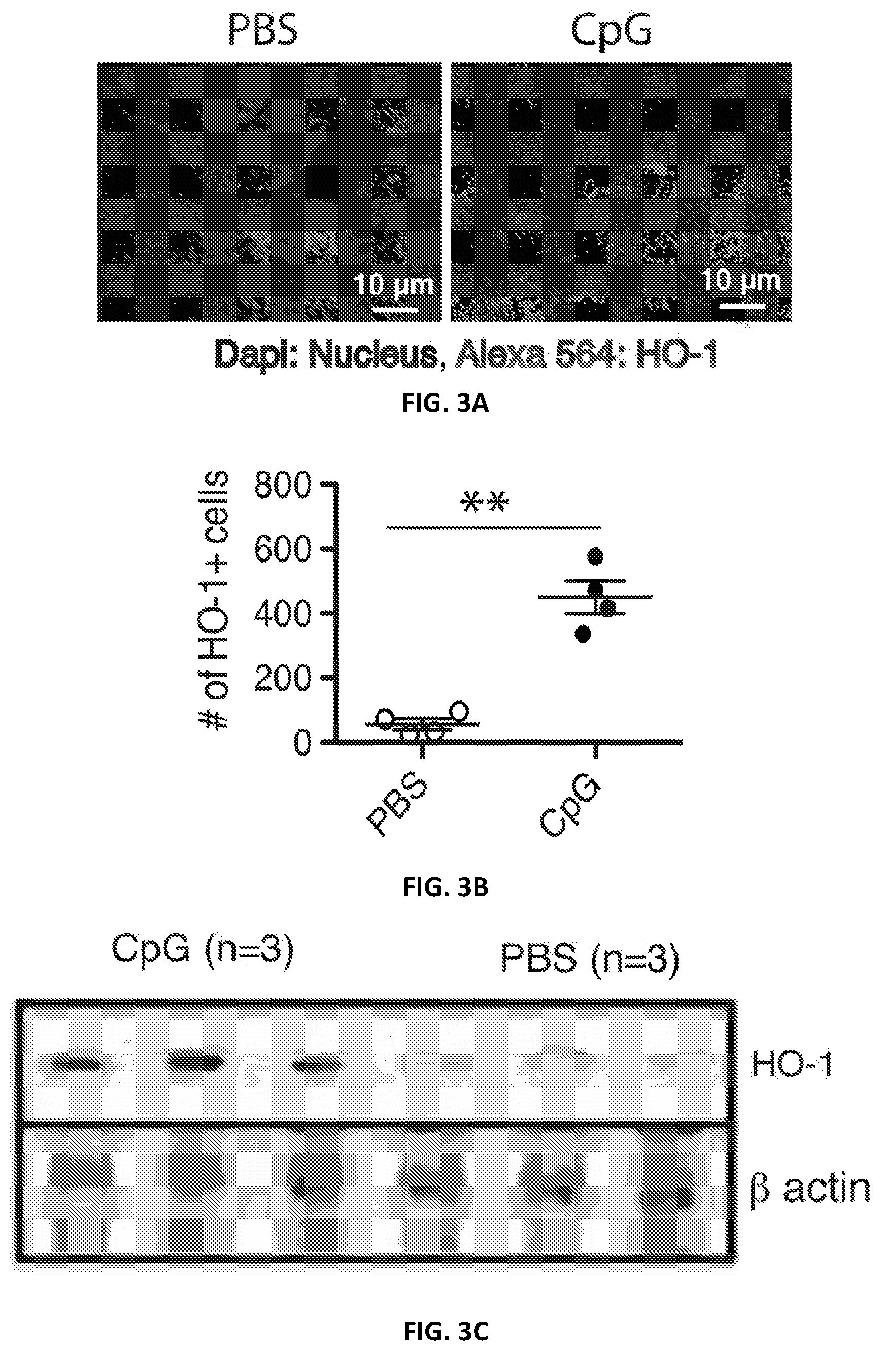 Patent US12496287 Figure 6 – Compositions and methods for treating macrophage activation syndrome