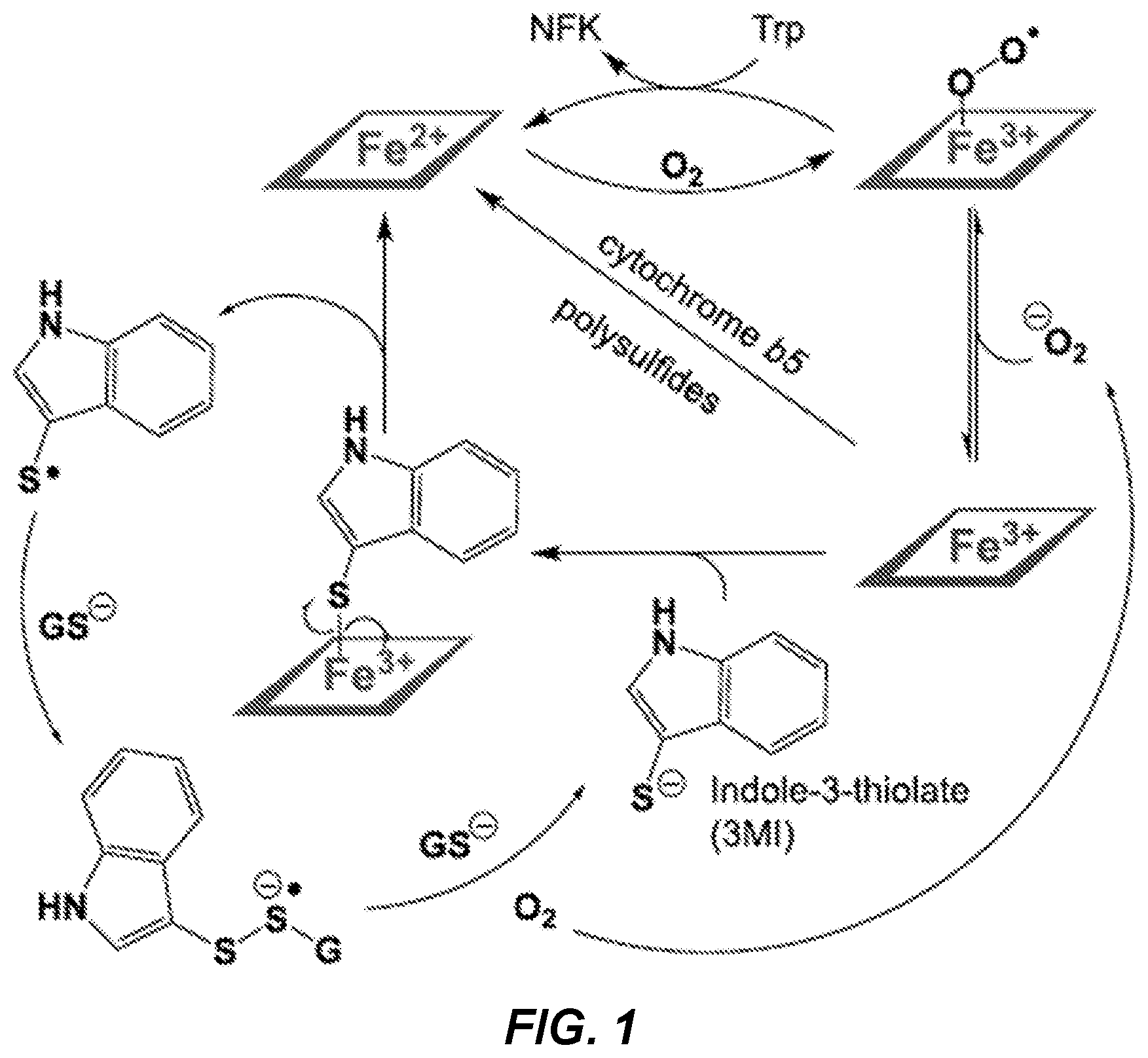 Patent US12496290 Figure 1 – Method and compounds for treating or preventing autoimmune disorders or immune responses modulated by the expression of IDO1