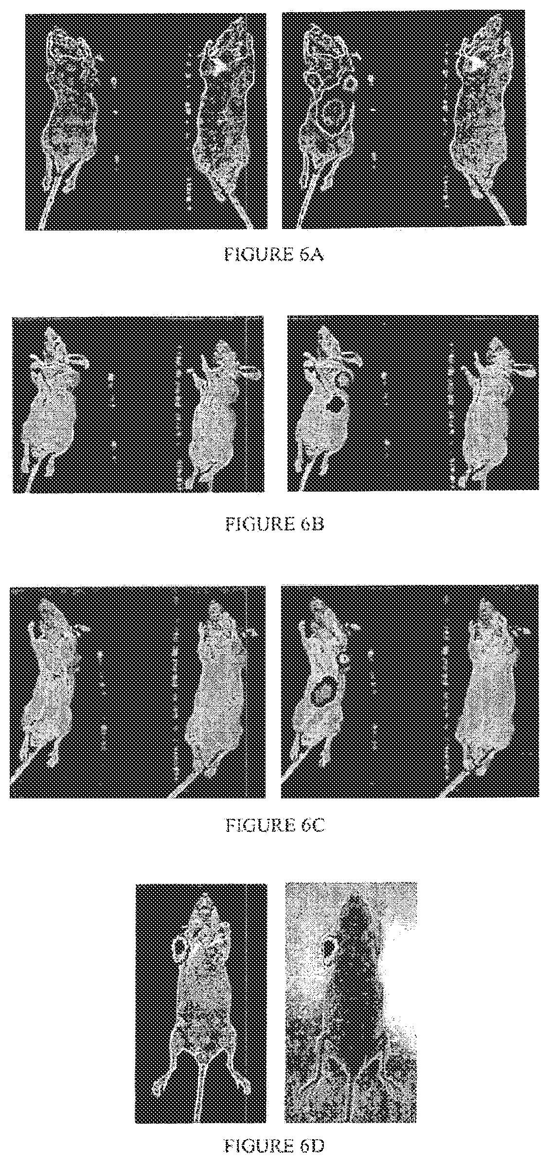 Patent US12496292 Figure 6 – PSMA binding ligand-linker conjugates and methods for using