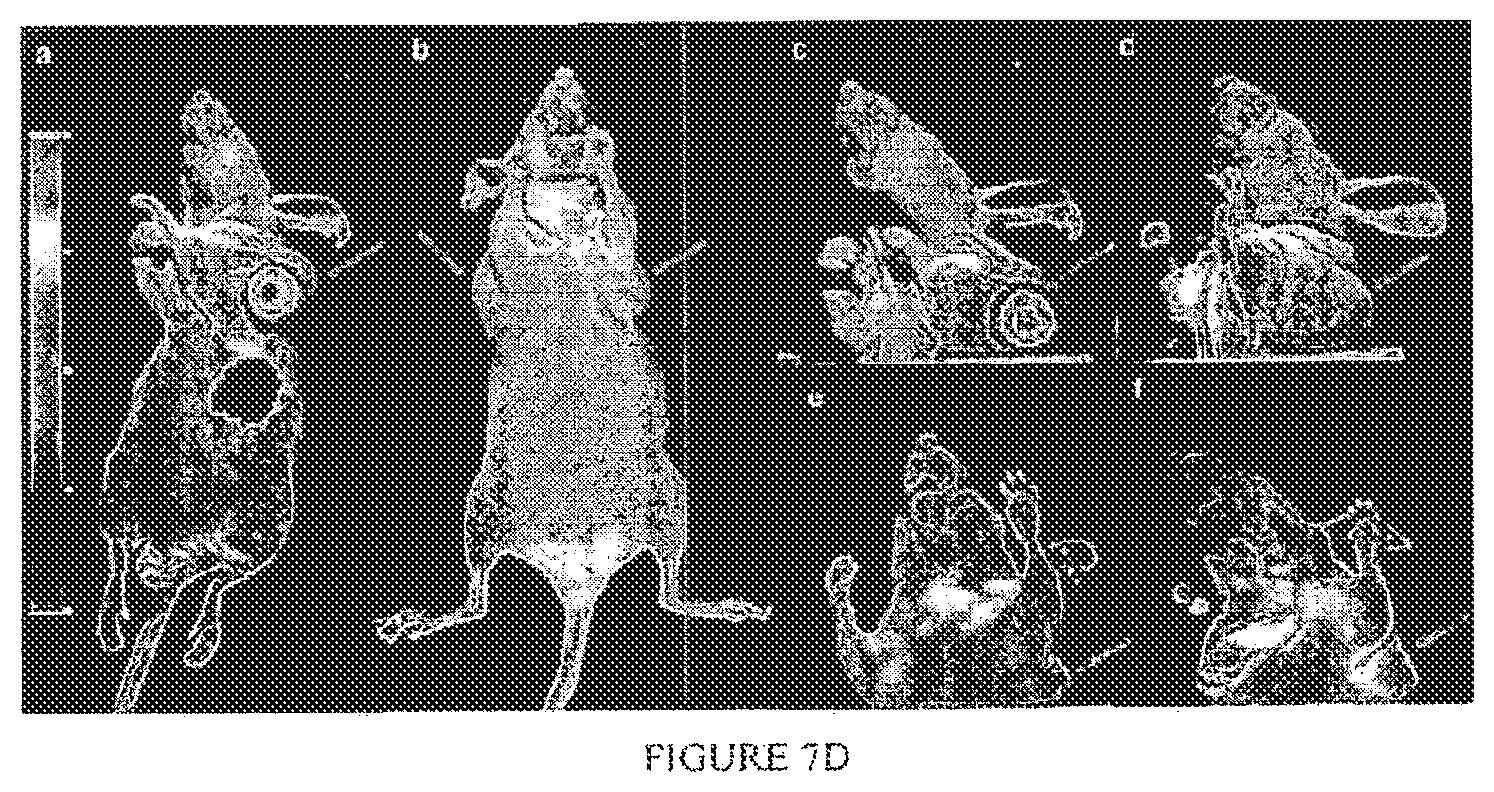 Patent US12496292 Figure 8 – PSMA binding ligand-linker conjugates and methods for using