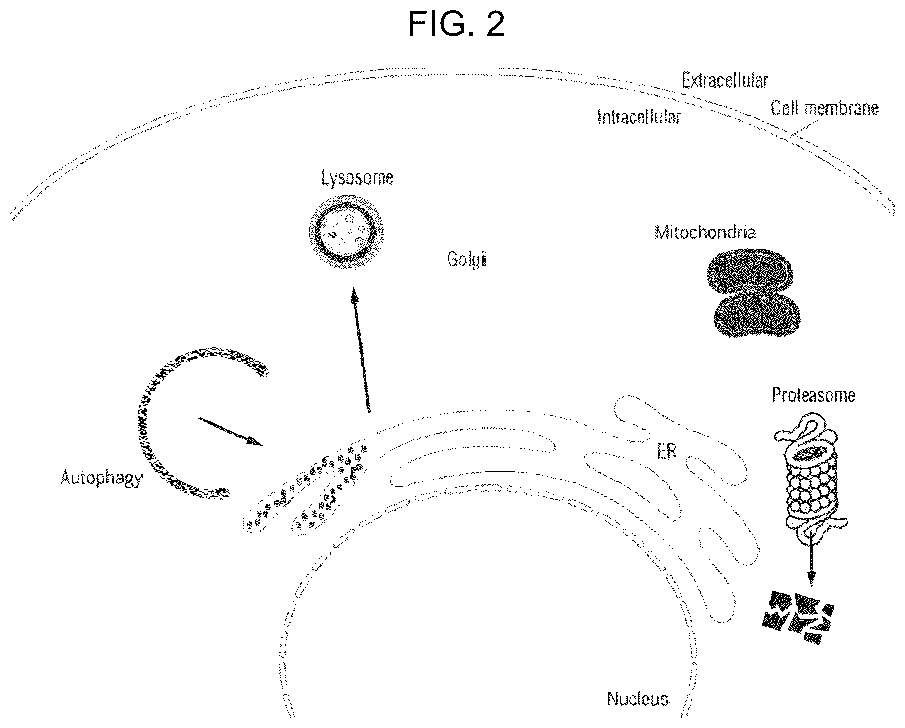 Patent US12496297 Figure 2 – Compositions of autophagy modulating agents and uses thereof