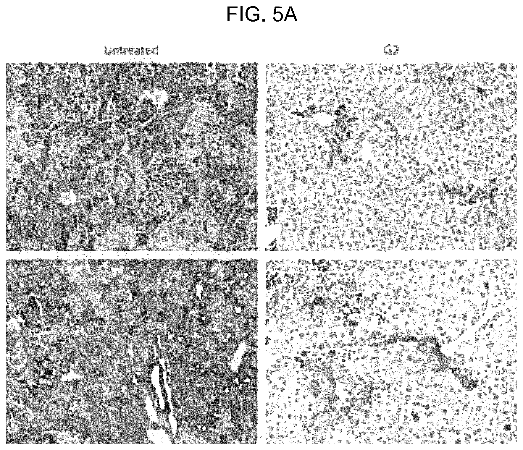 Patent US12496297 Figure 5 – Compositions of autophagy modulating agents and uses thereof