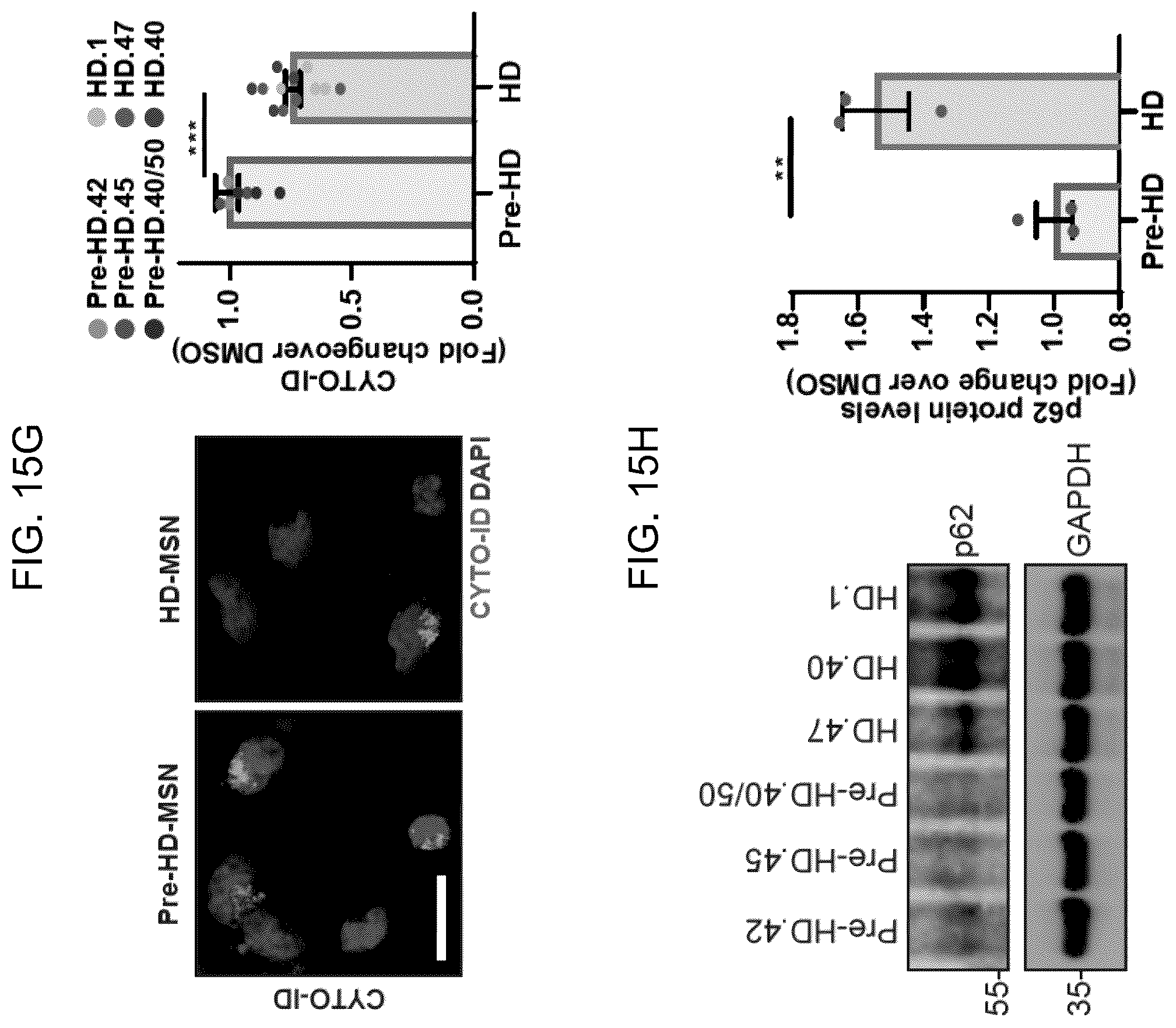 Patent US12496297 Figure 20 – Compositions of autophagy modulating agents and uses thereof