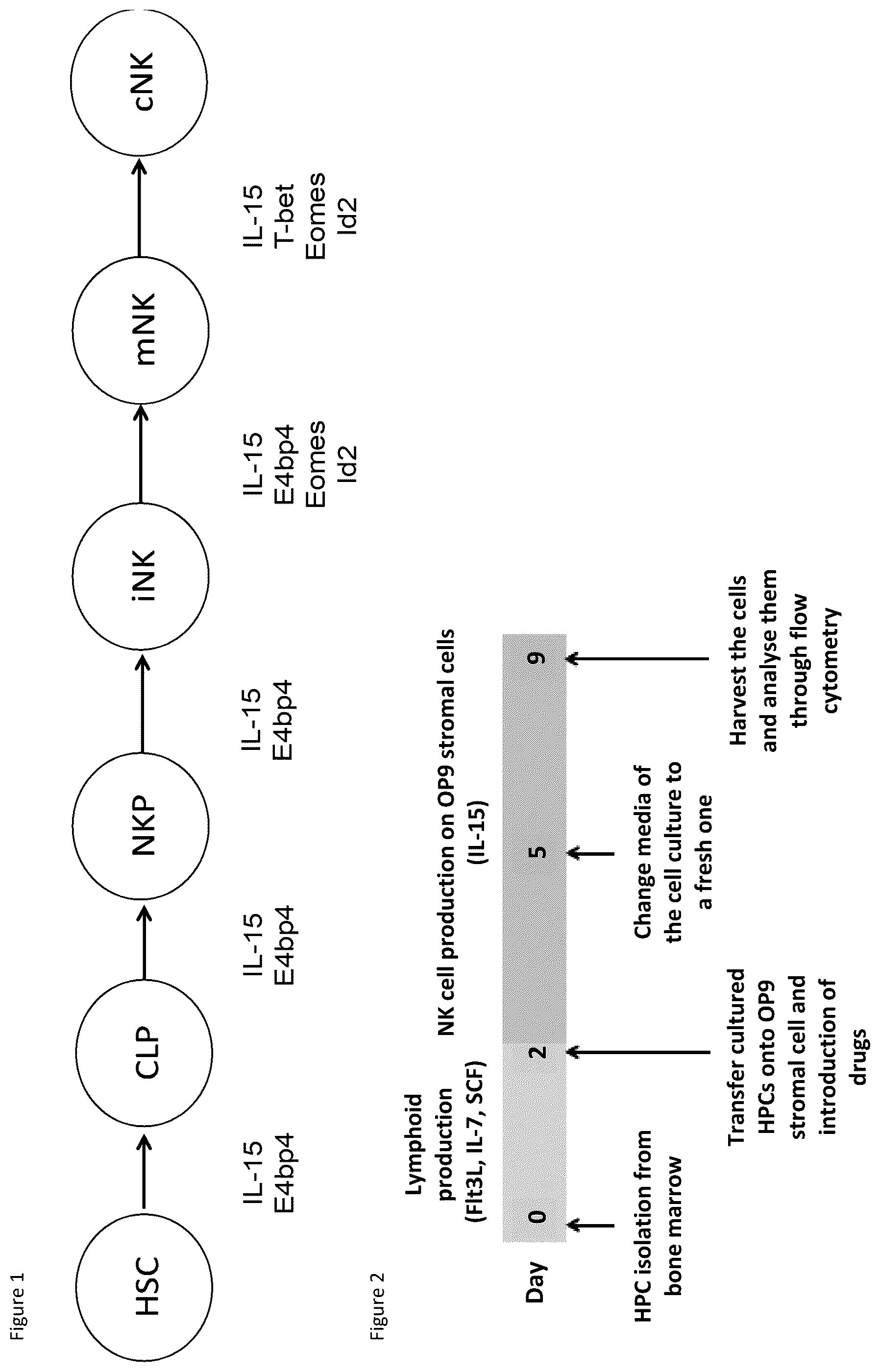 Patent US12496298 — Natural killer cells — Figure 1