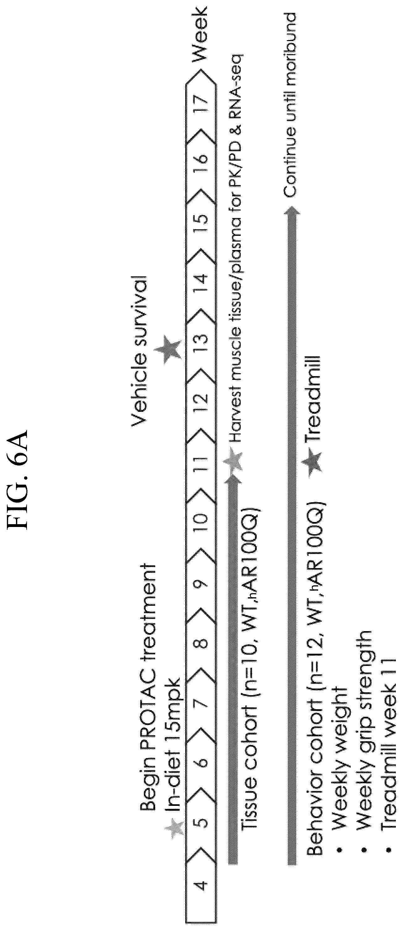 Patent US12496301 Figure 9 – Use of androgen receptor degrader for the treatment of spinal and bulbar muscular atrophy