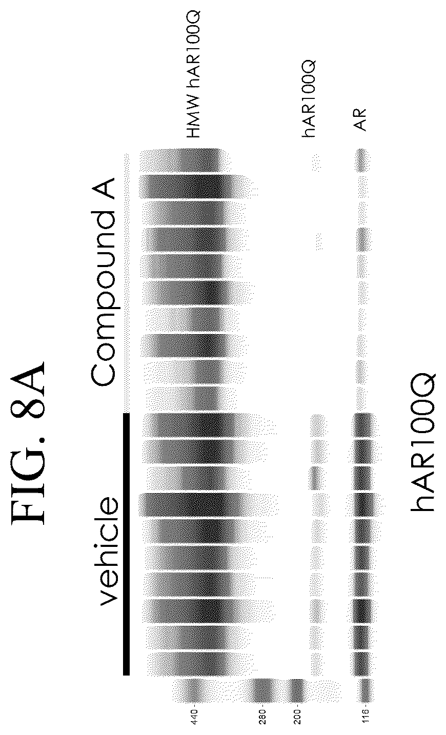 Patent US12496301 Figure 12 – Use of androgen receptor degrader for the treatment of spinal and bulbar muscular atrophy