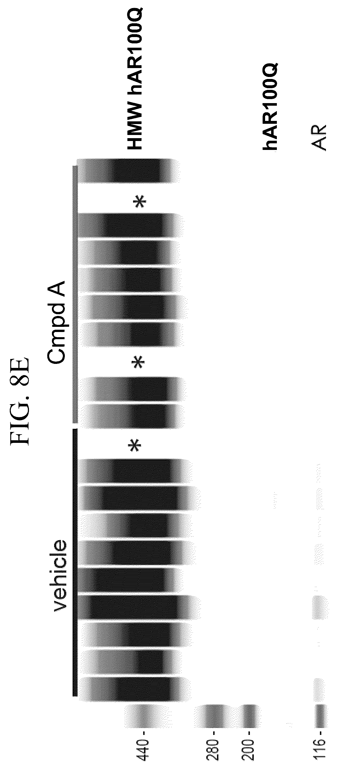 Patent US12496301 Figure 14 – Use of androgen receptor degrader for the treatment of spinal and bulbar muscular atrophy