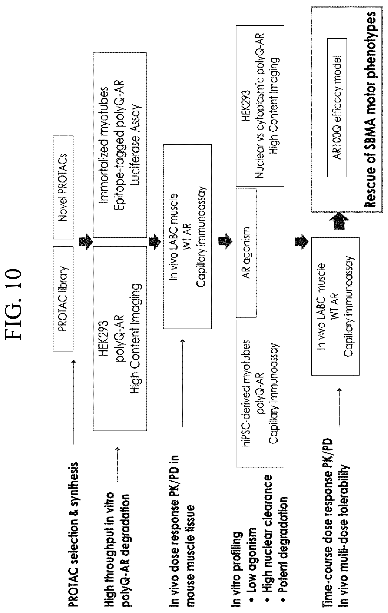 Patent US12496301 Figure 17 – Use of androgen receptor degrader for the treatment of spinal and bulbar muscular atrophy