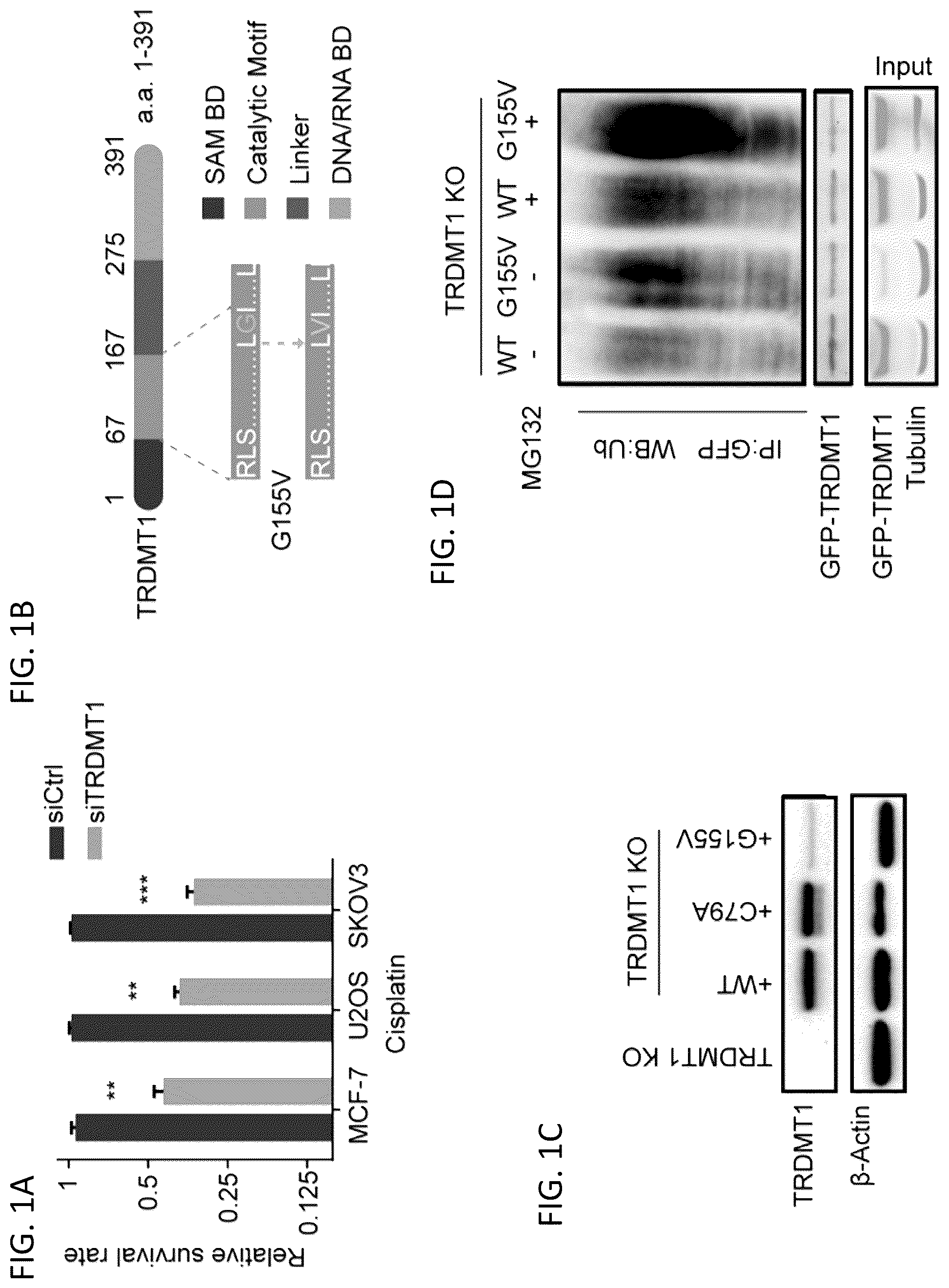 Patent US12496302 Figure 1 – Compositions and methods for the treatment and diagnosis of cancer
